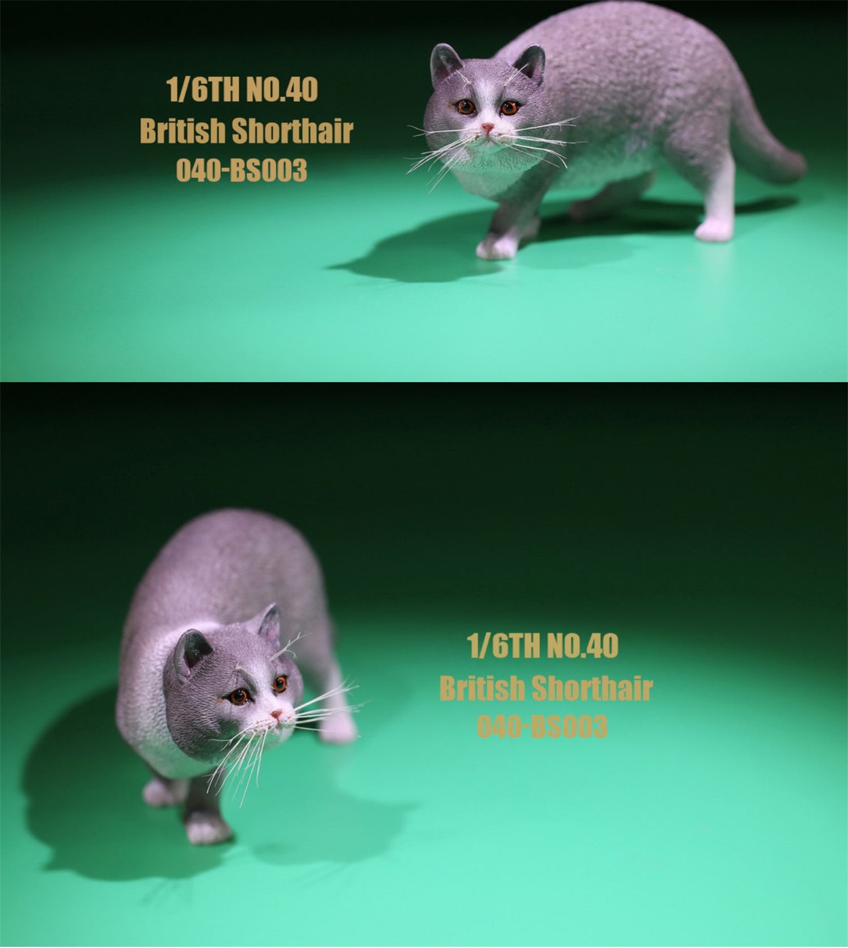 1/6 British Shorthair Figure