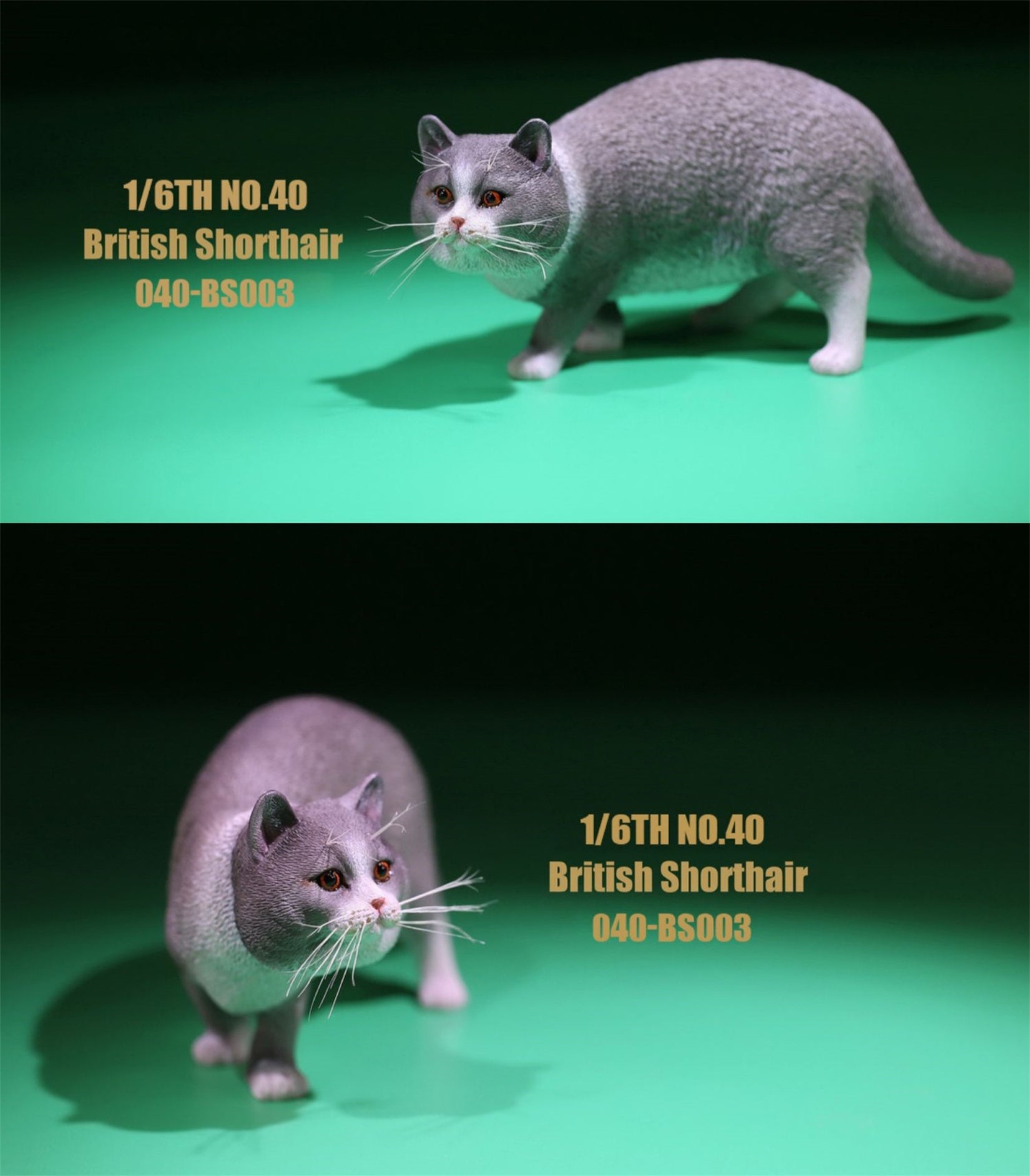 1/6 British Shorthair Figure