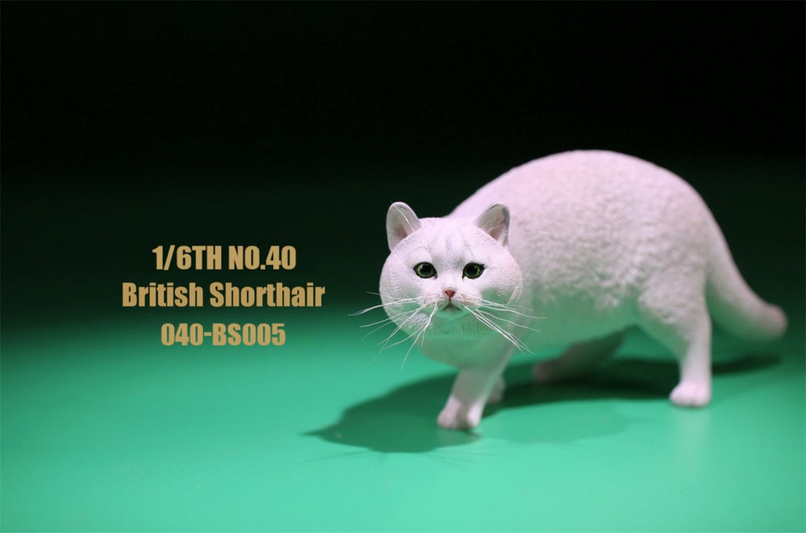 1/6 British Shorthair Figure