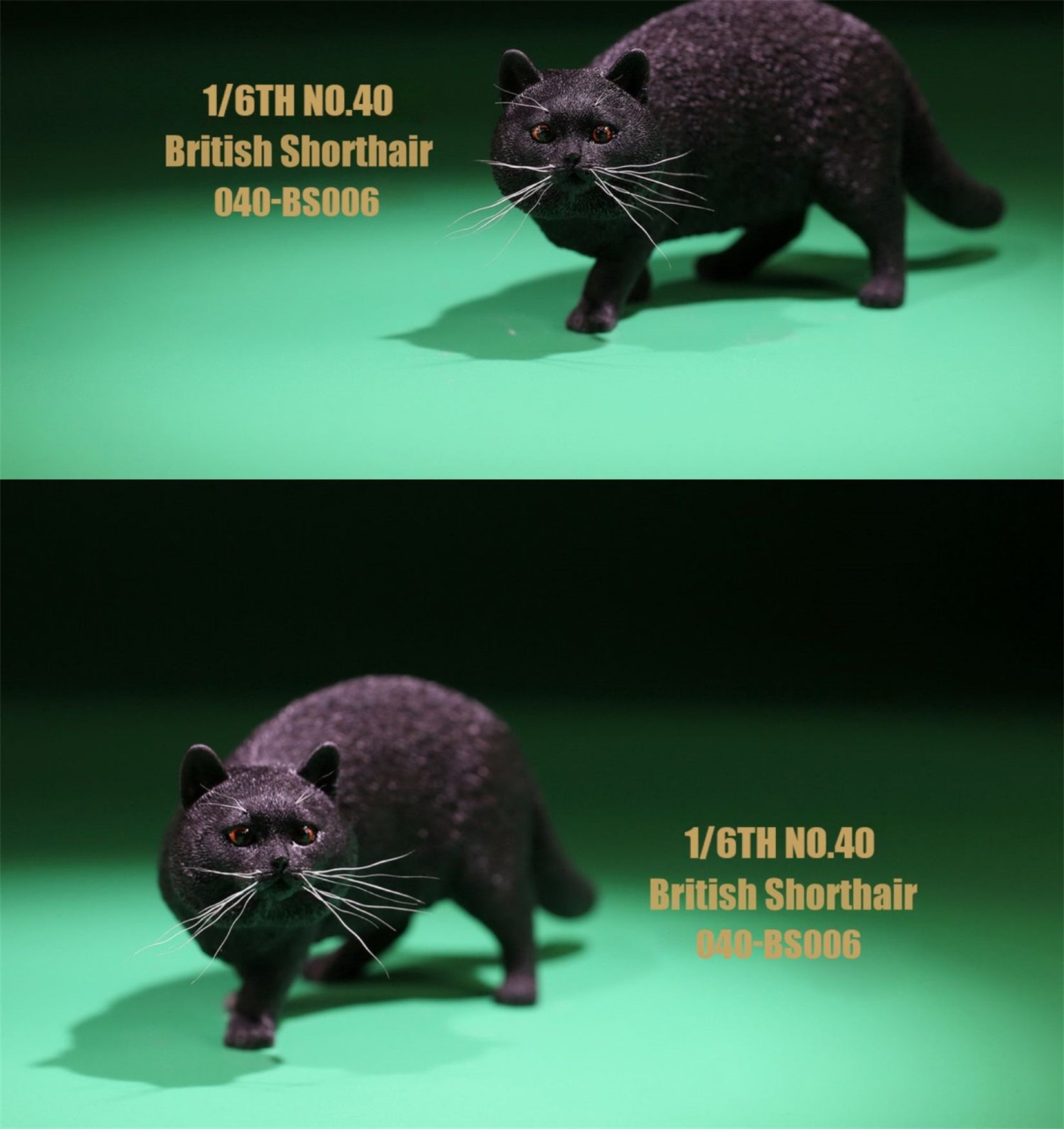 1/6 British Shorthair Figure