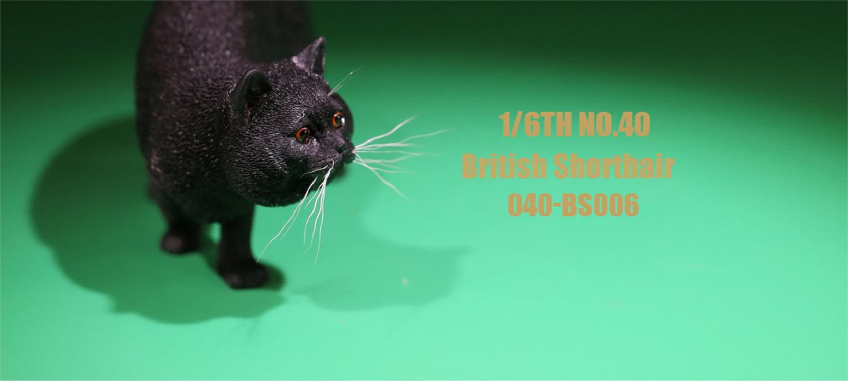 1/6 British Shorthair Figure