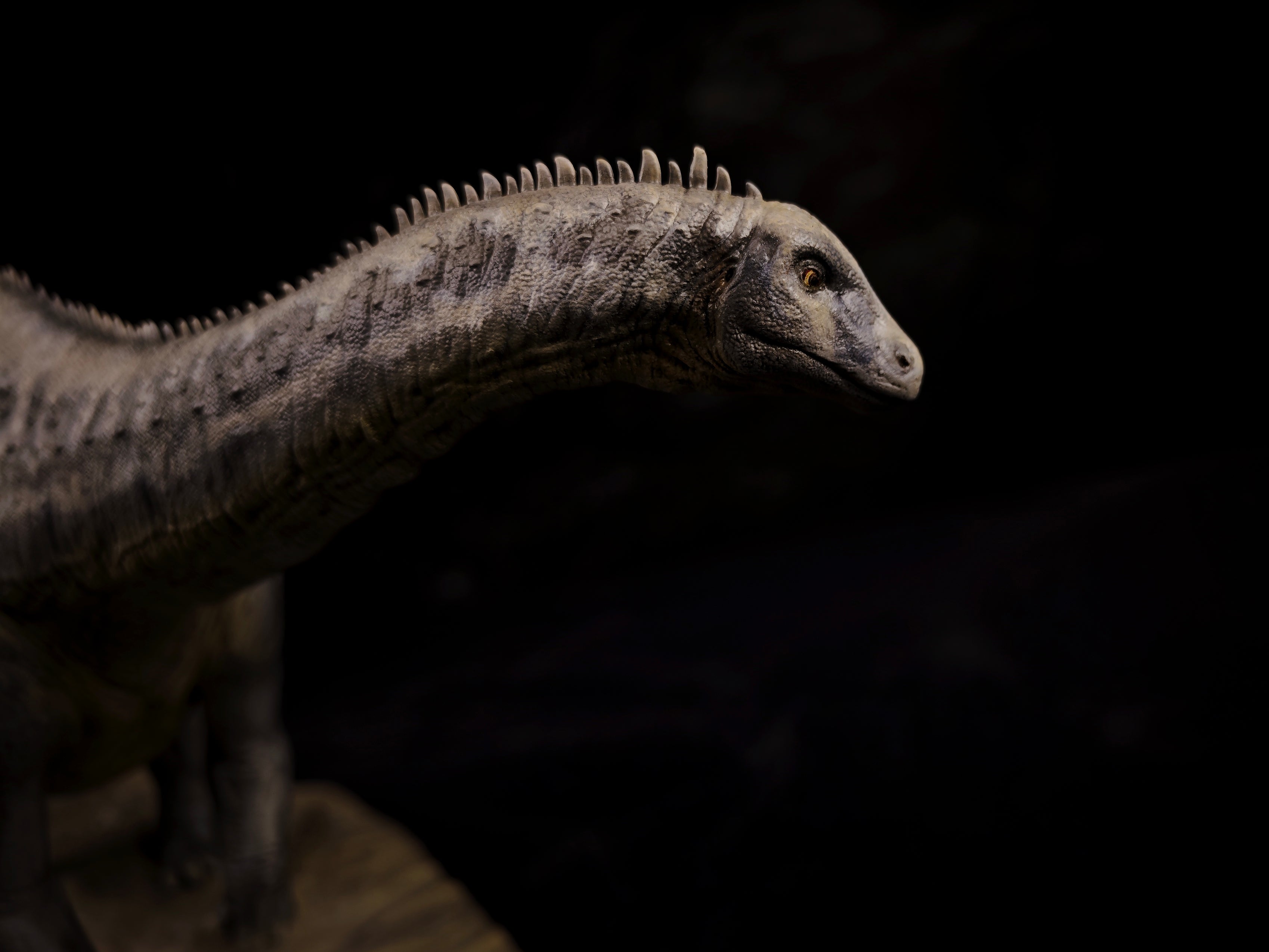 Anningpale 1:35 Scale Maraapunisaurus Model