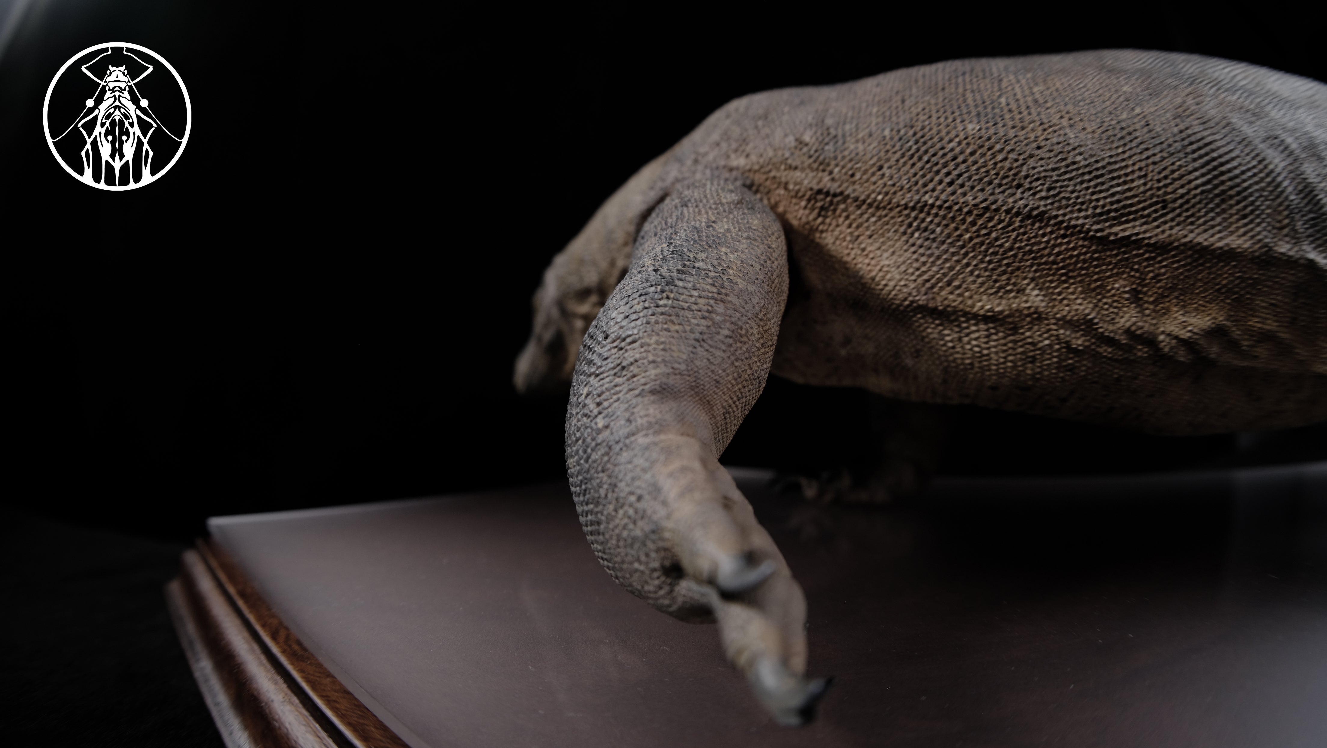 APHID STUDIO Komodo Dragon Model