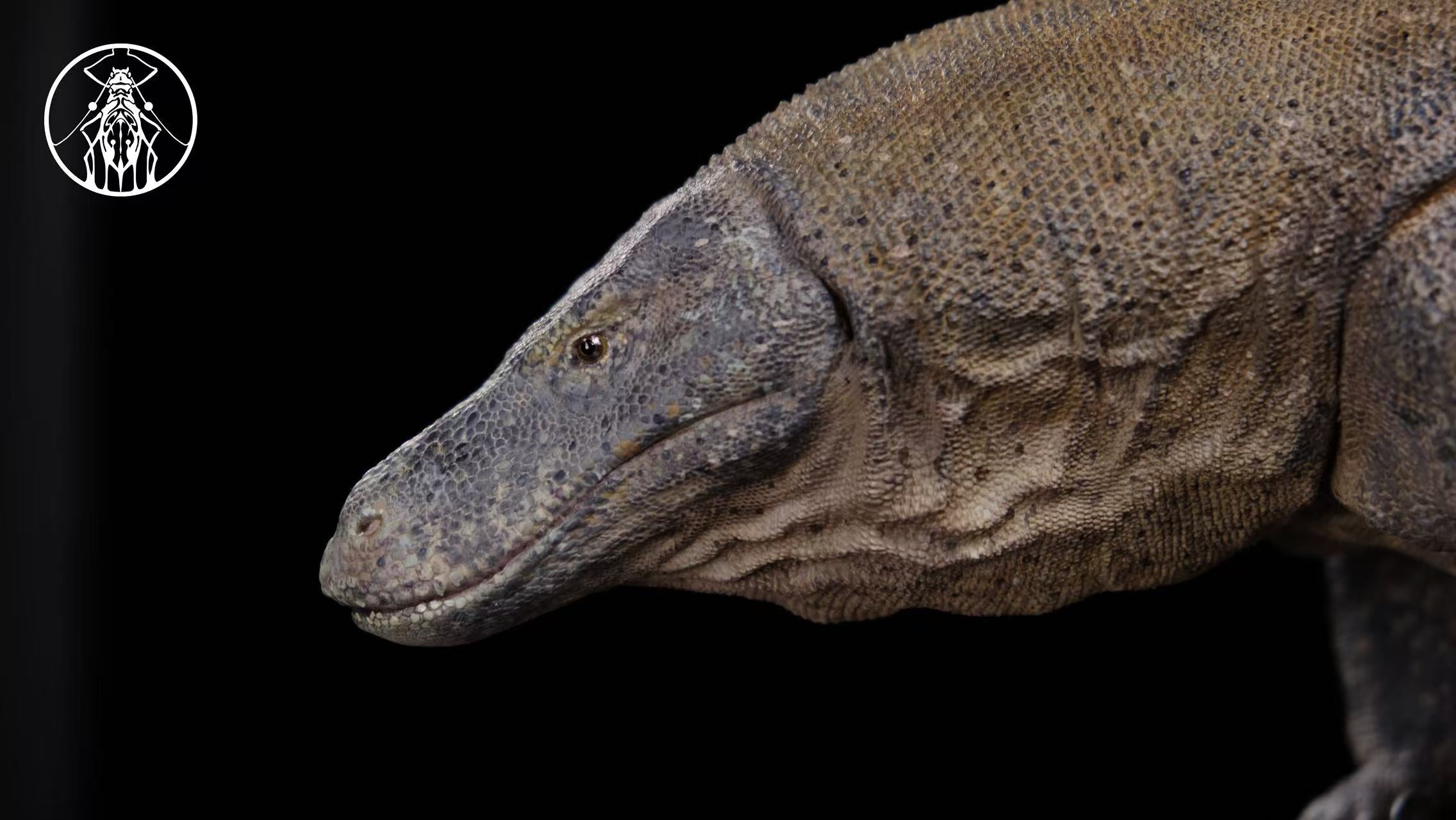 APHID STUDIO Komodo Dragon Model