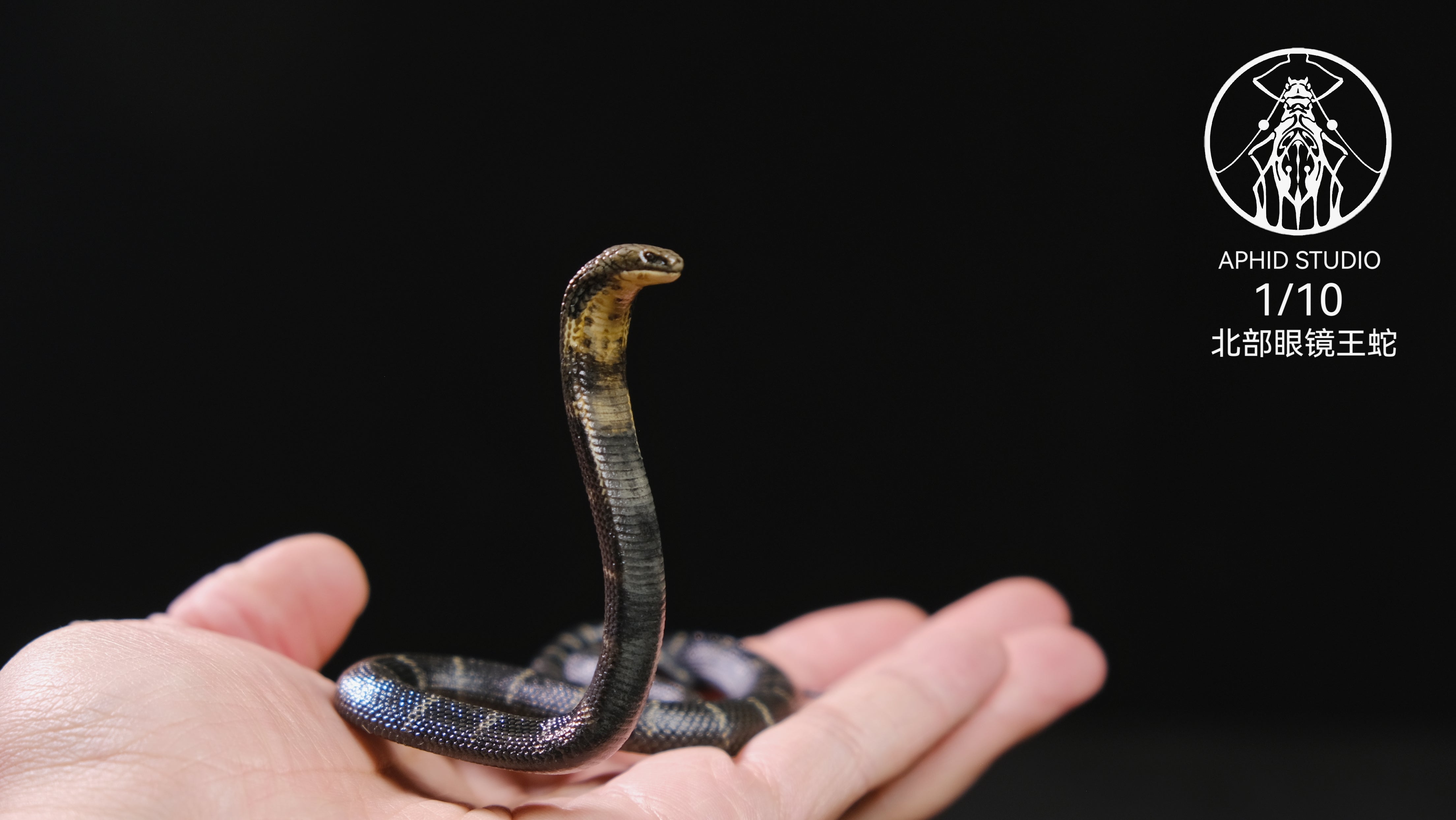 APHID STUDIO Northern King Cobra Model