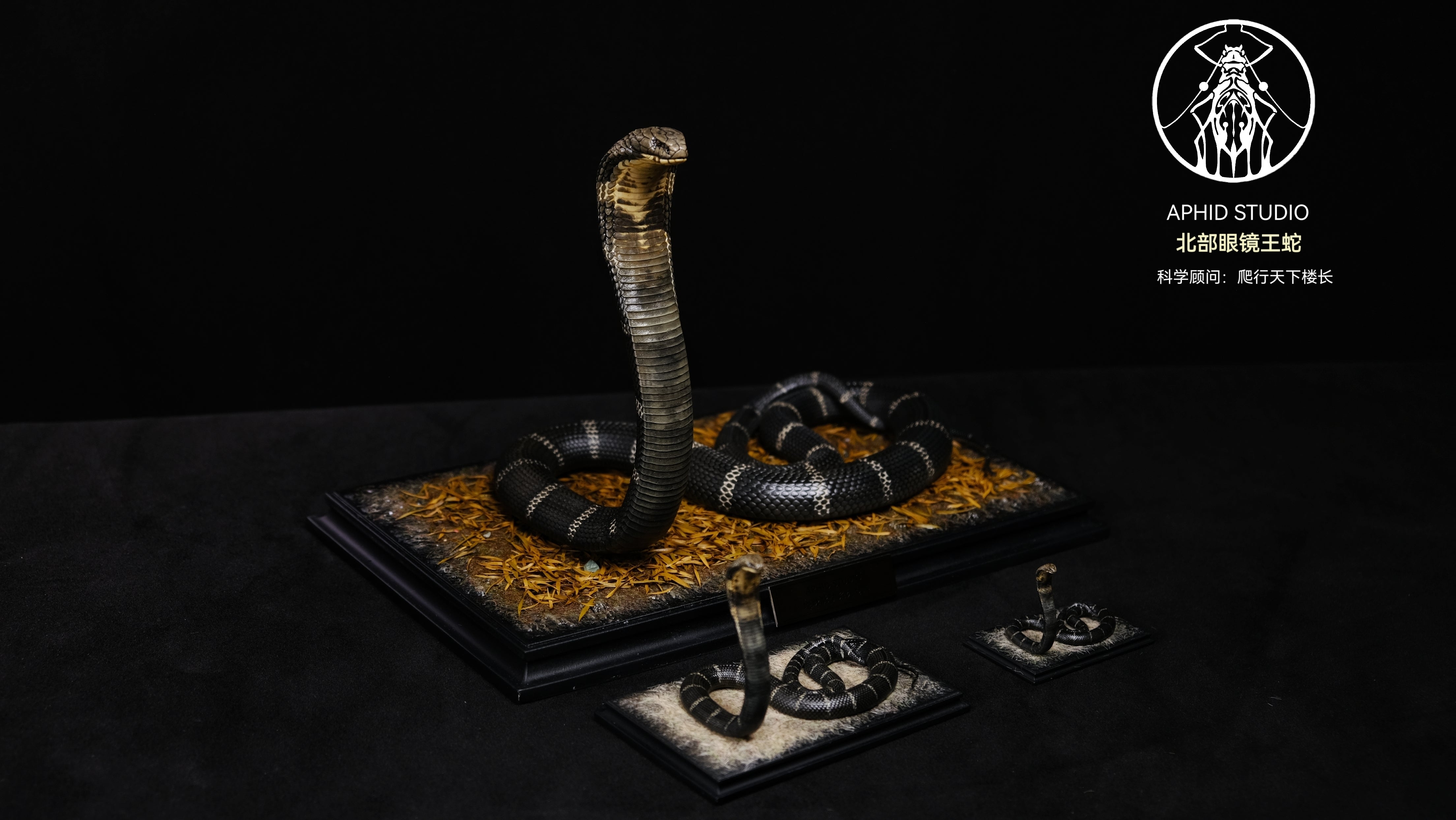 APHID STUDIO Northern King Cobra Model