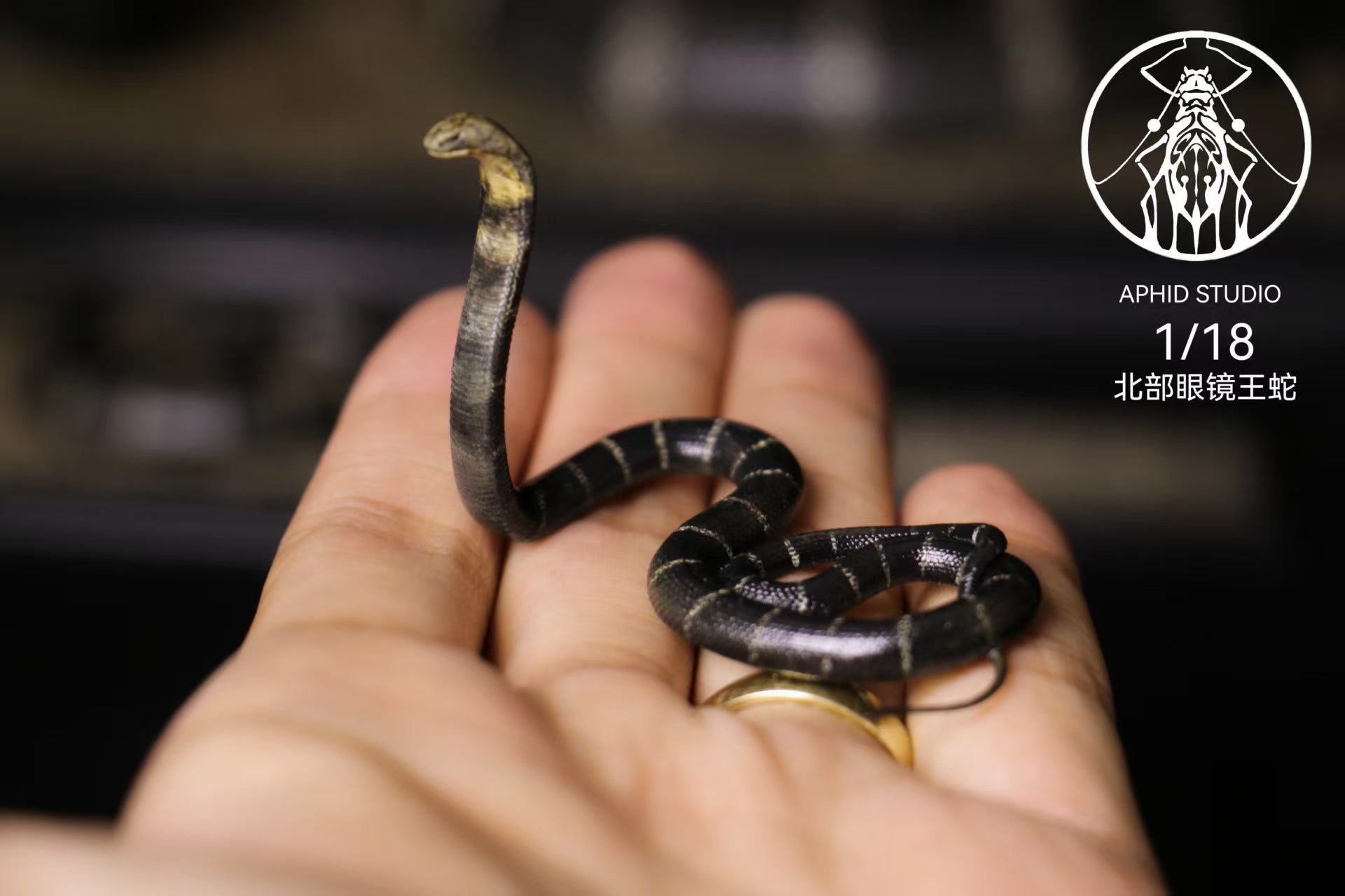 APHID STUDIO Northern King Cobra Model