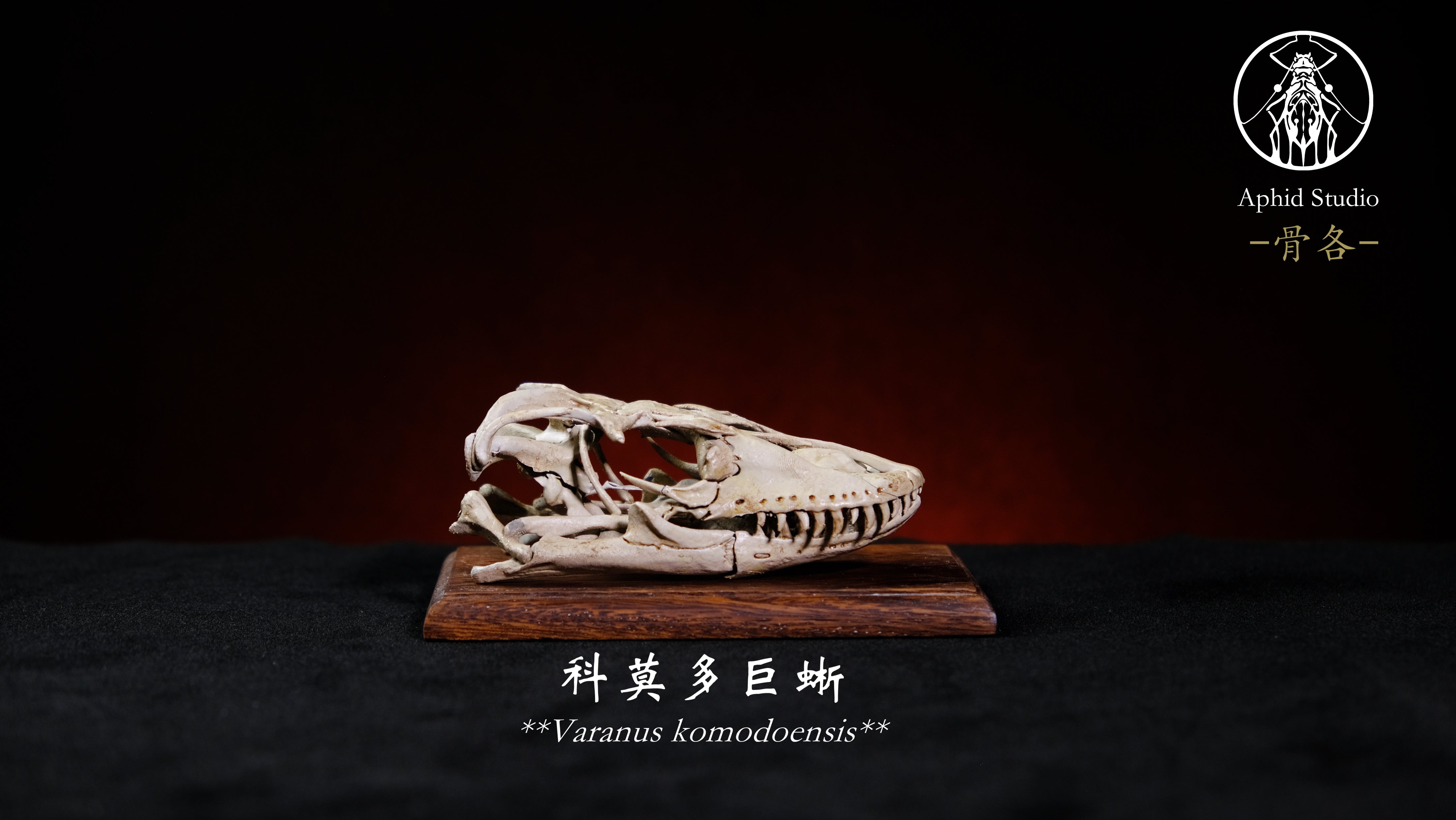 APHID STUDIO Snow leopard Gorilla Komodo dragon Skull Model