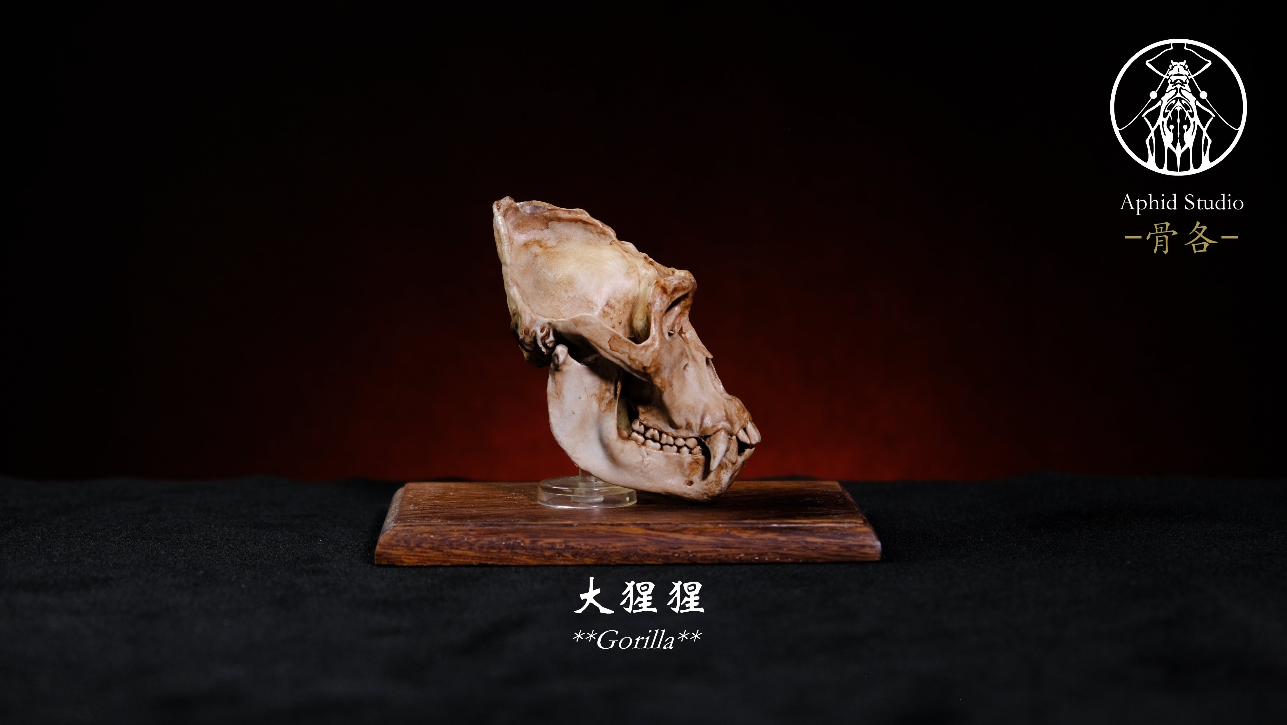 APHID STUDIO Snow leopard Gorilla Komodo dragon Skull Model