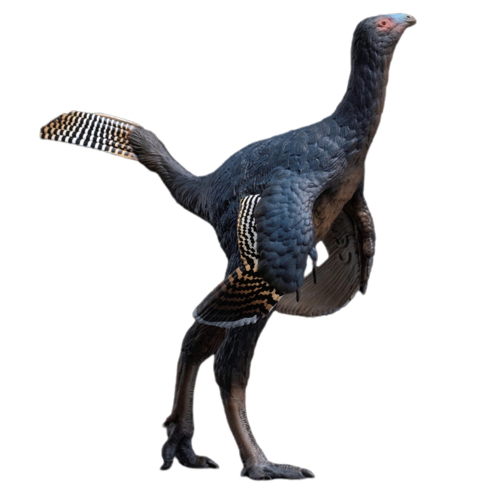 PNSO 93 Junlang Caudipteryx Model