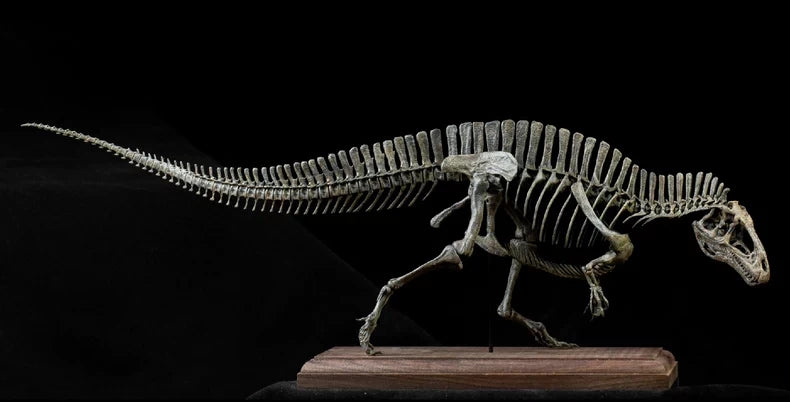 1/20 Acrocanthosaurus Skull Skeleton Model