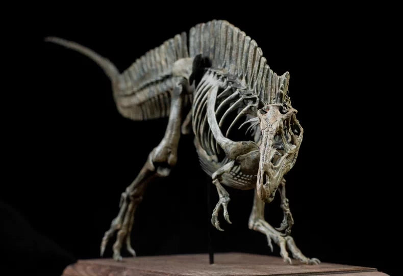 1/20 Acrocanthosaurus Skull Skeleton Model
