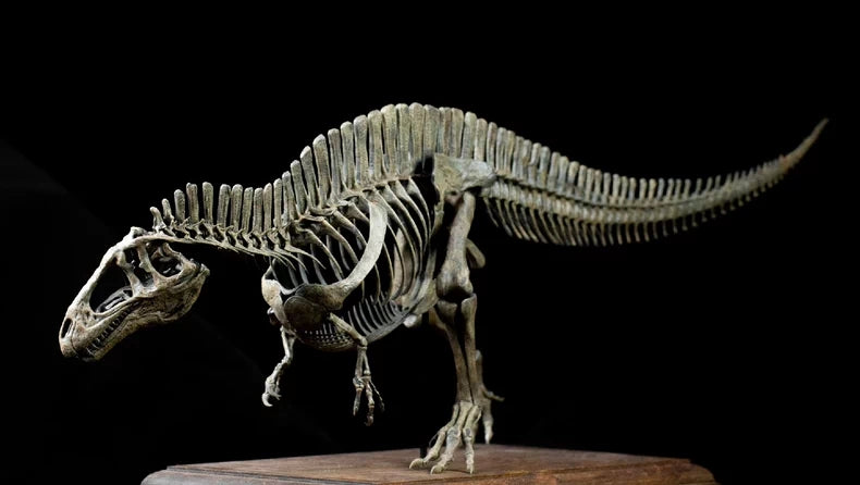 1/20 Acrocanthosaurus Skull Skeleton Model