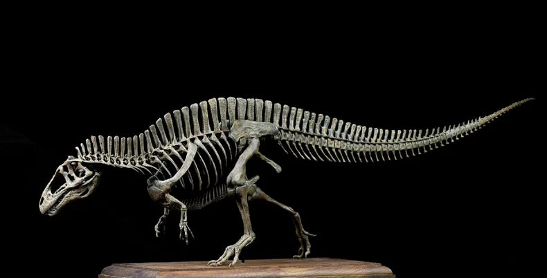 1/20 Acrocanthosaurus Skull Skeleton Model