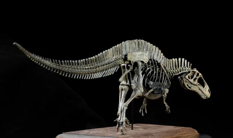 1/20 Acrocanthosaurus Skull Skeleton Model