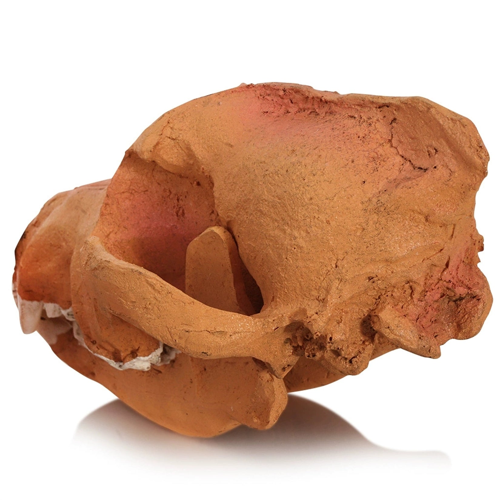 1:1 Scale Wolf Skull Model