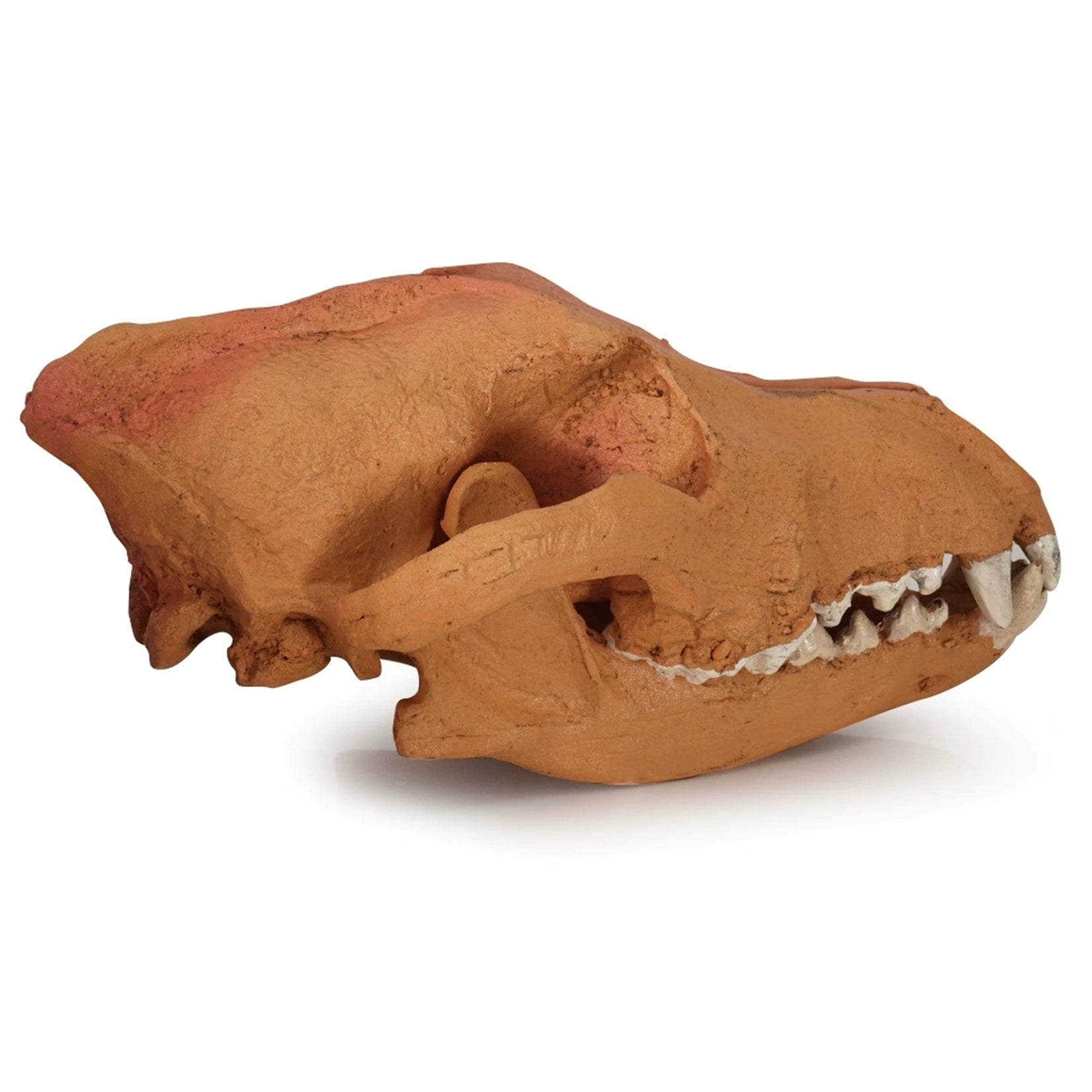 1:1 Scale Wolf Skull Model