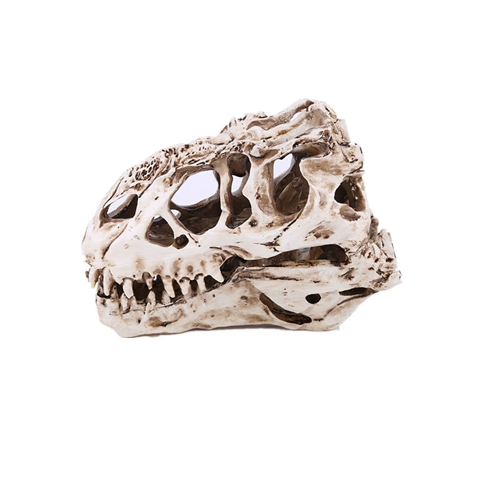 Tyrannosaurus Rex Skull Model