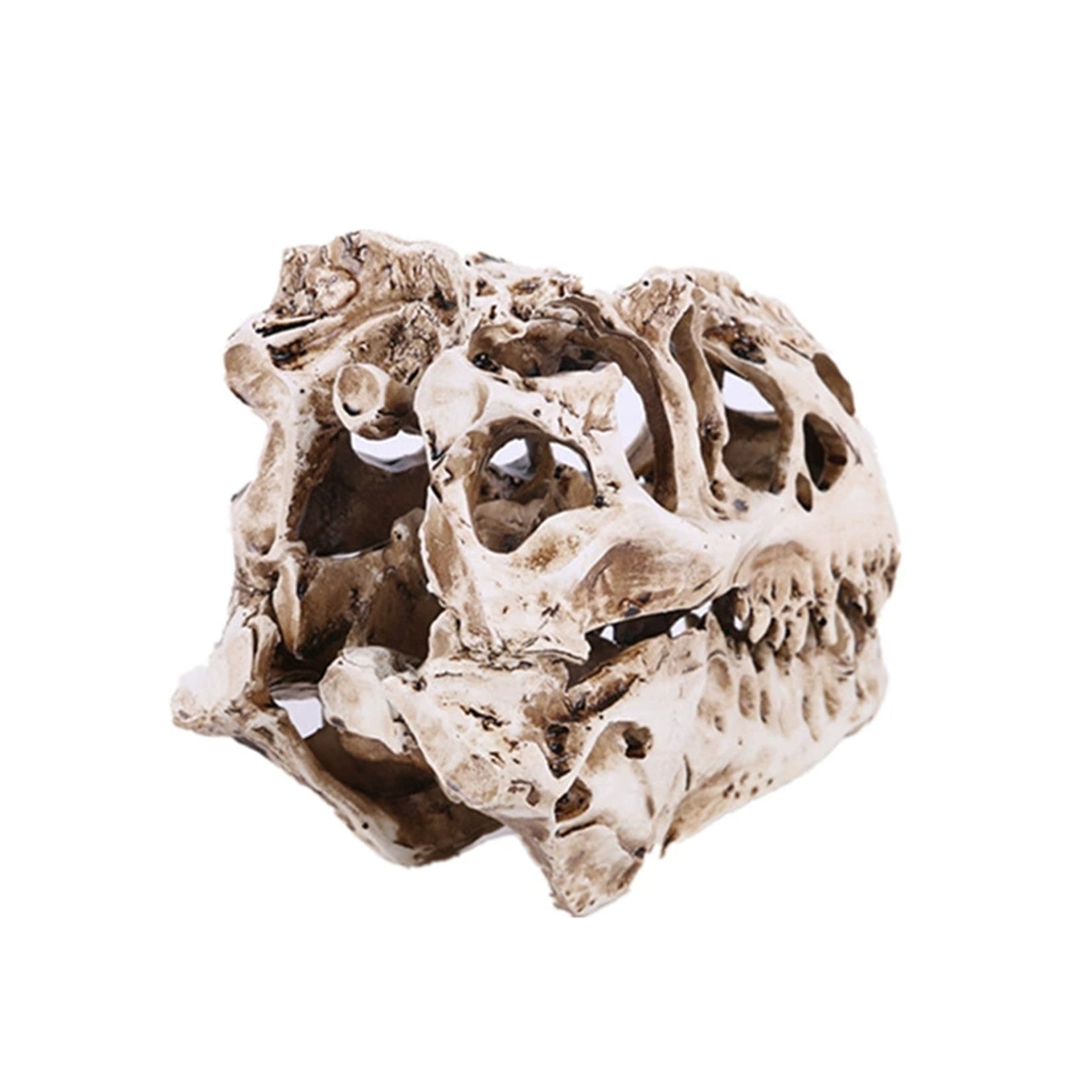 Tyrannosaurus Rex Skull Model