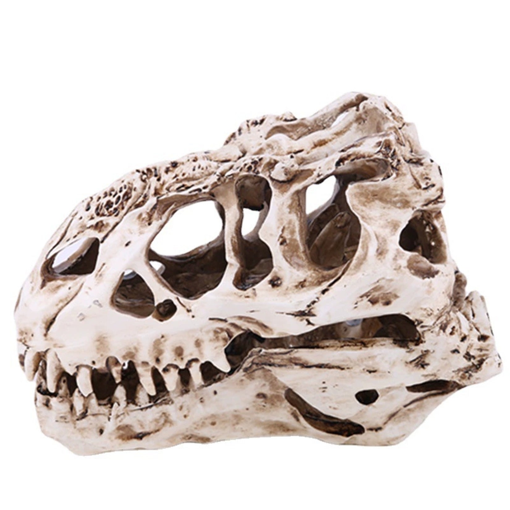 Tyrannosaurus Rex Skull Model