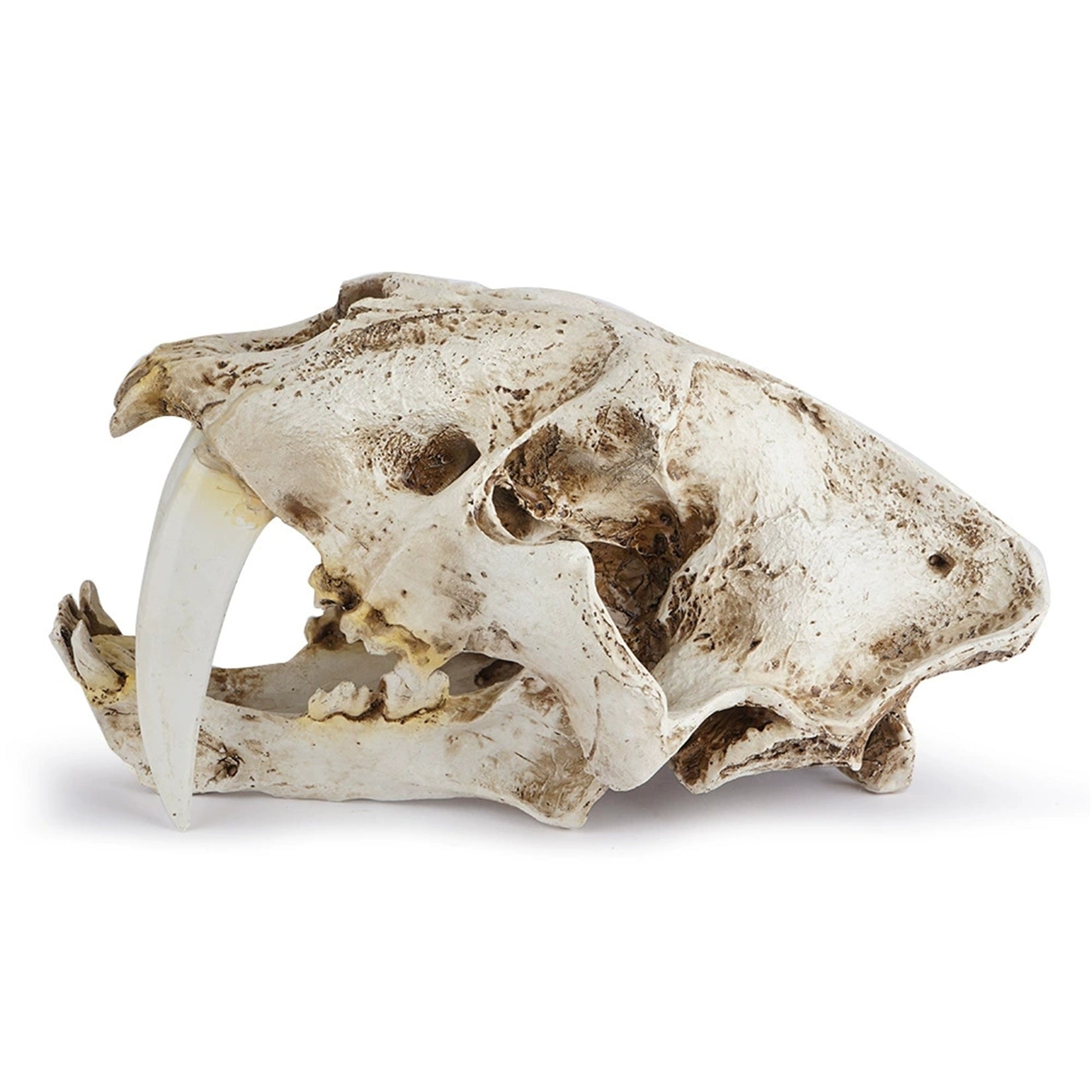 Schildkröten-Serie Tiermodell