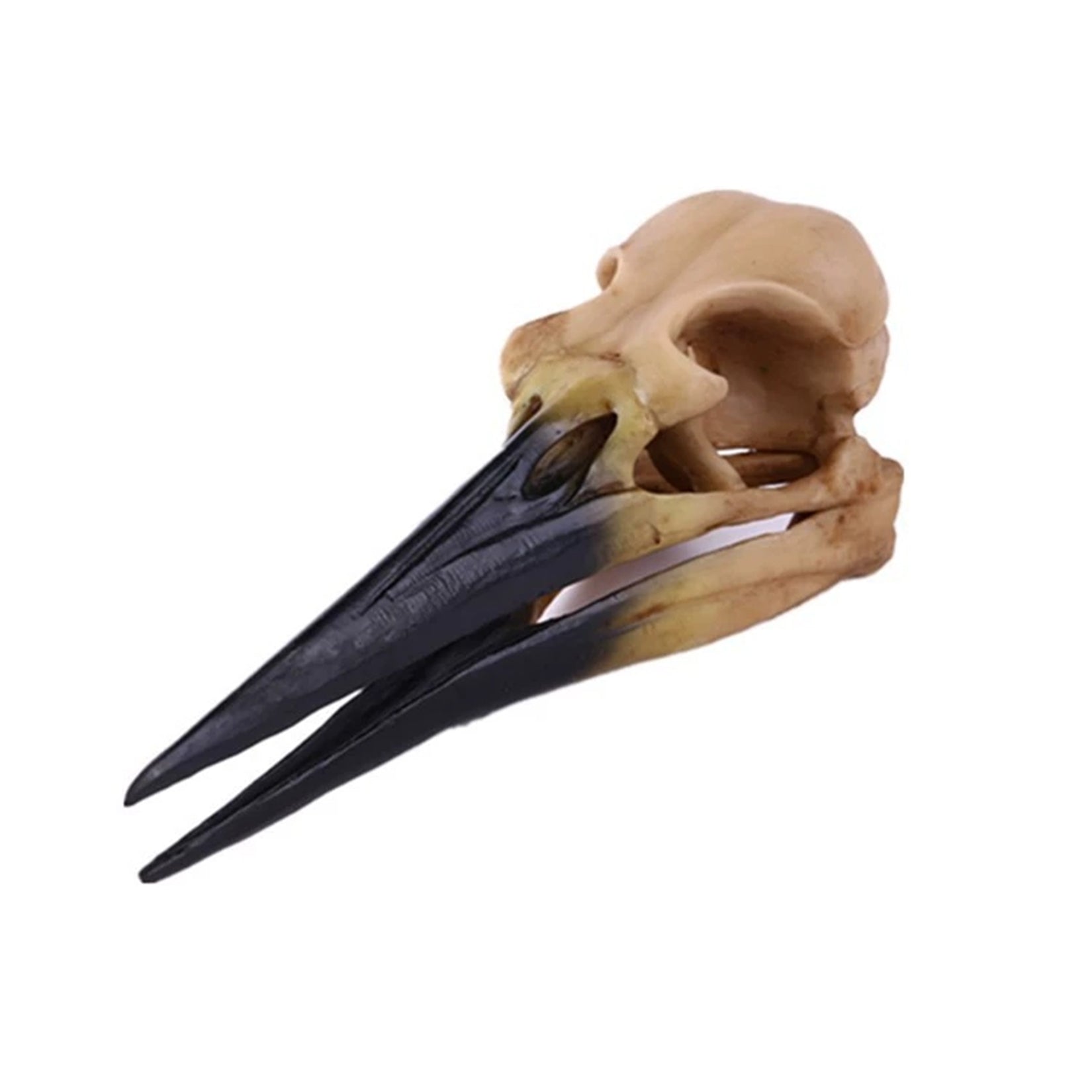 Schildkröten-Serie Tiermodell