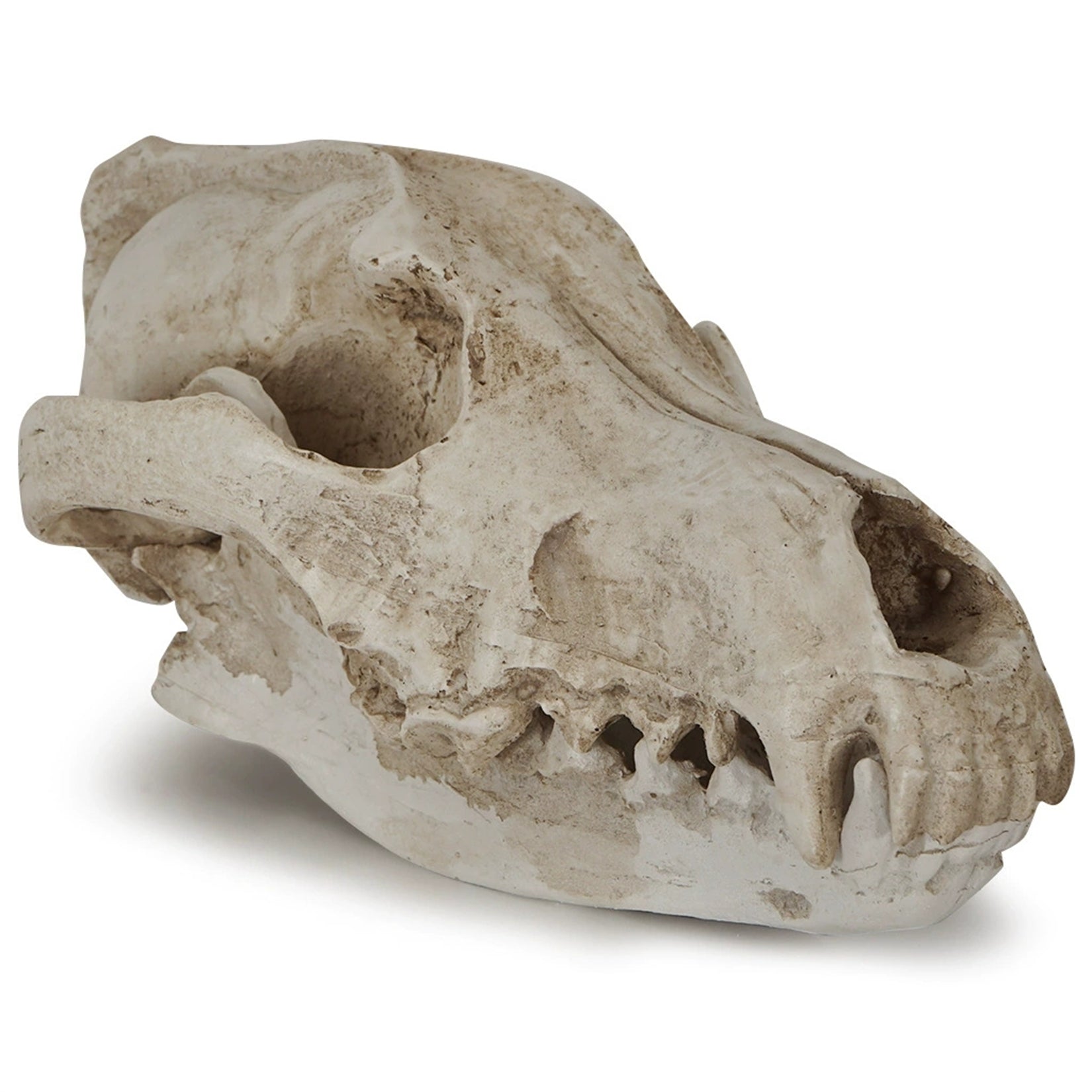 Schildkröten-Serie Tiermodell