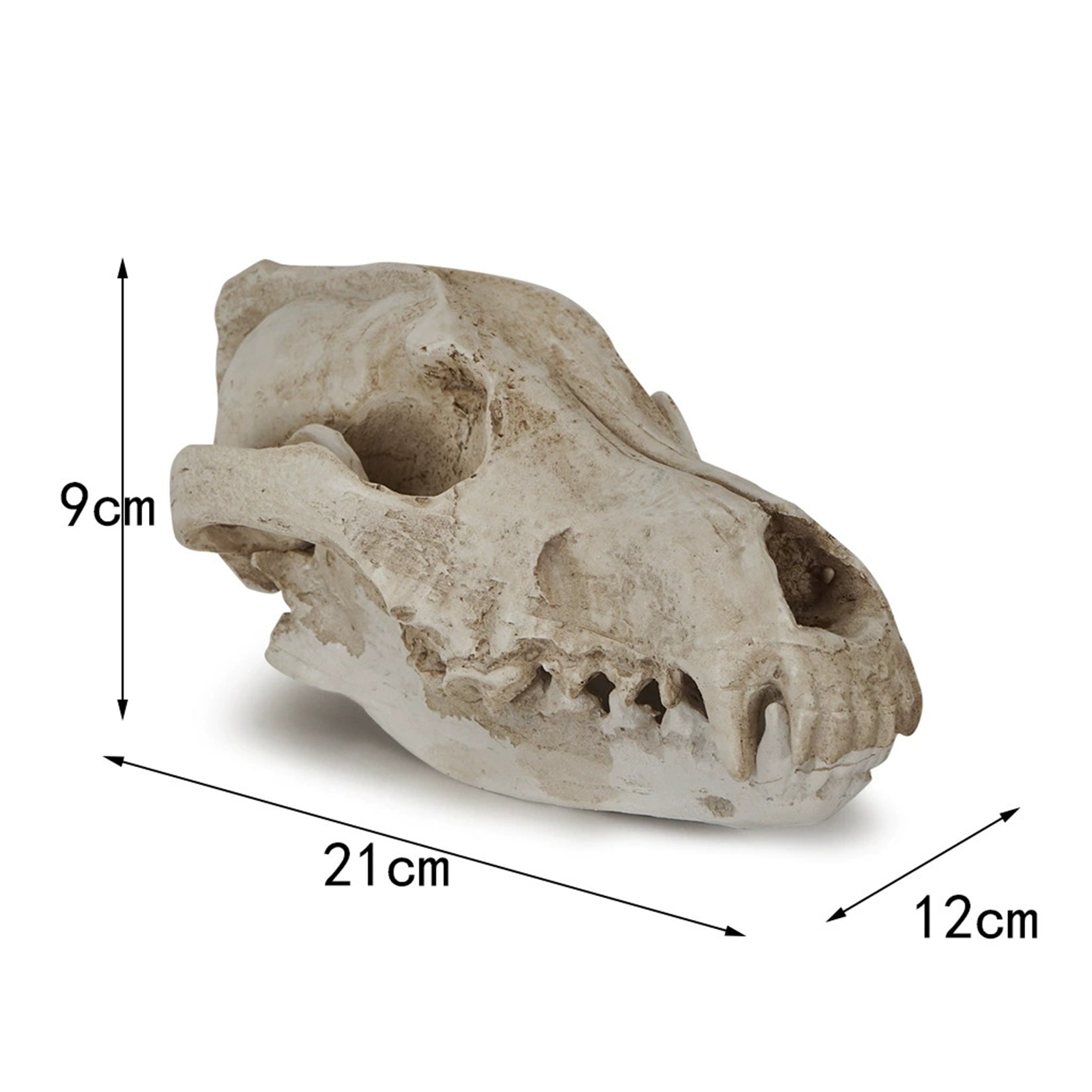 Schildkröten-Serie Tiermodell