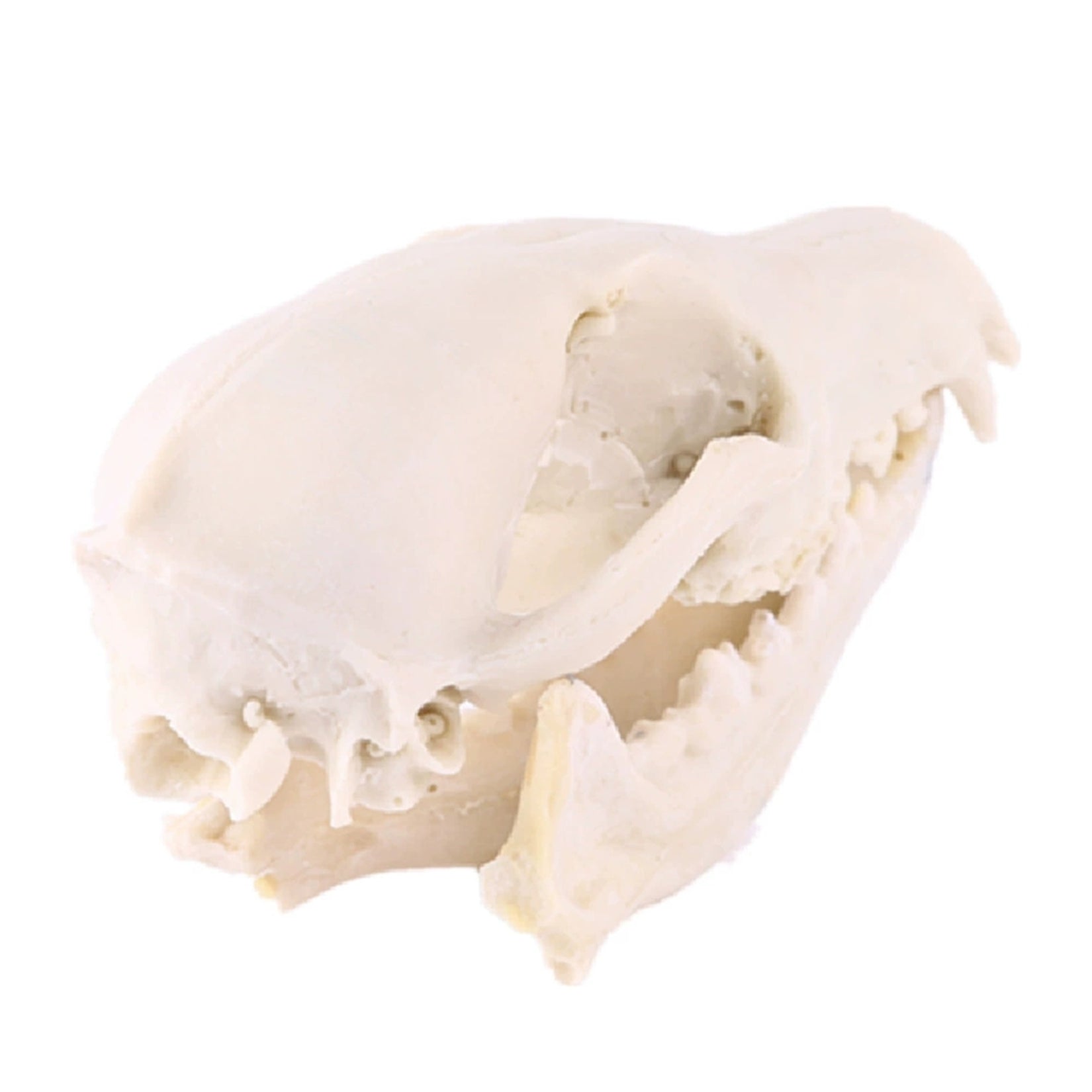 Schildkröten-Serie Tiermodell