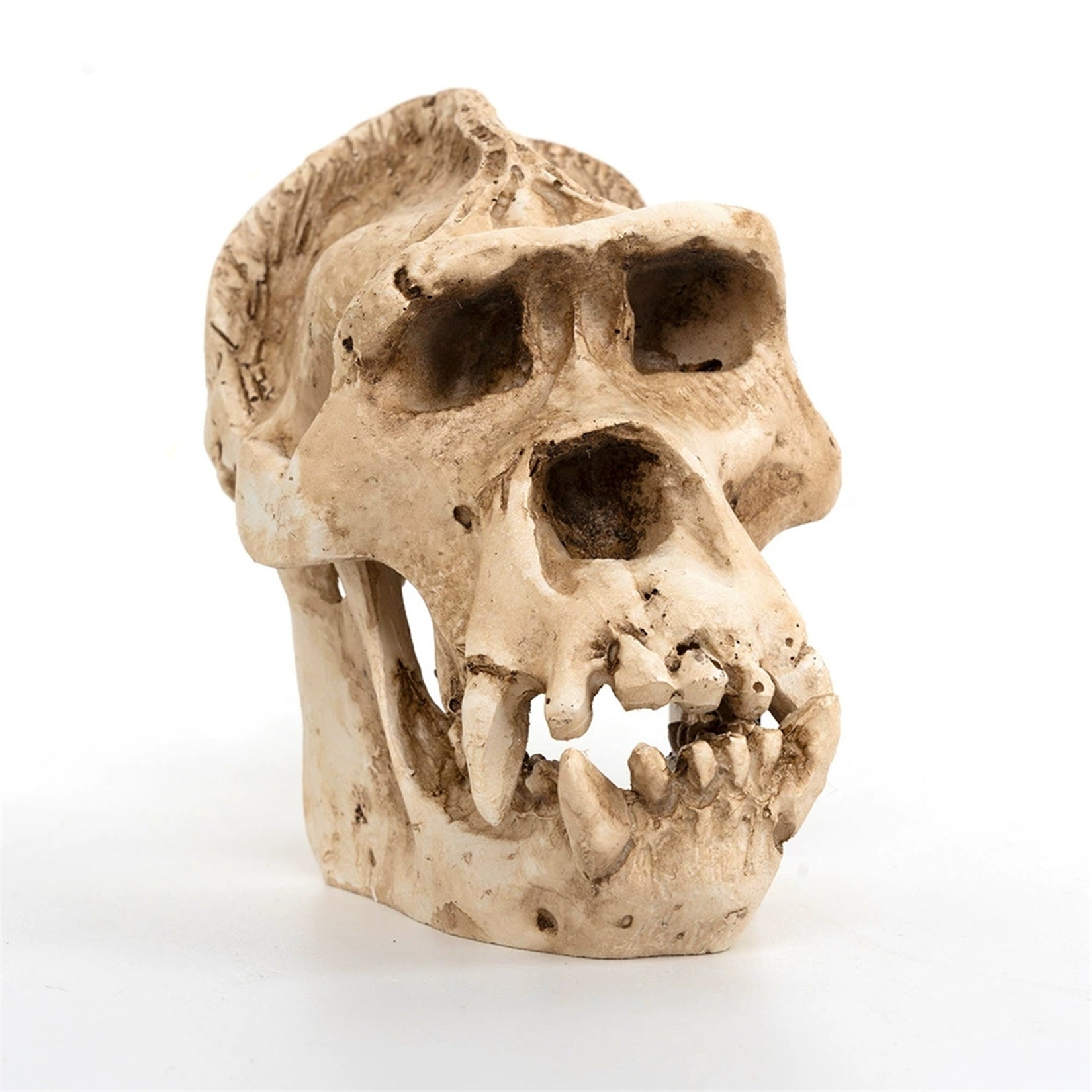 Schildkröten-Serie Tiermodell