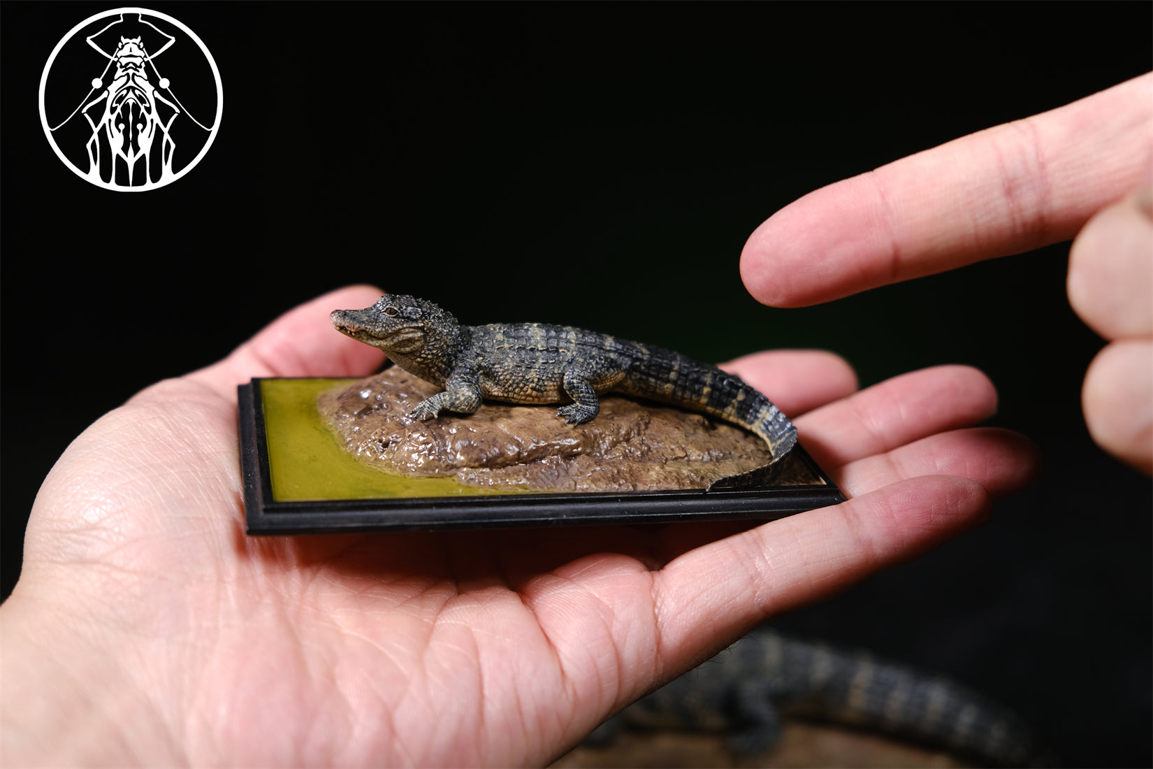 APHID STUDIO Chinese alligator sinensis Model