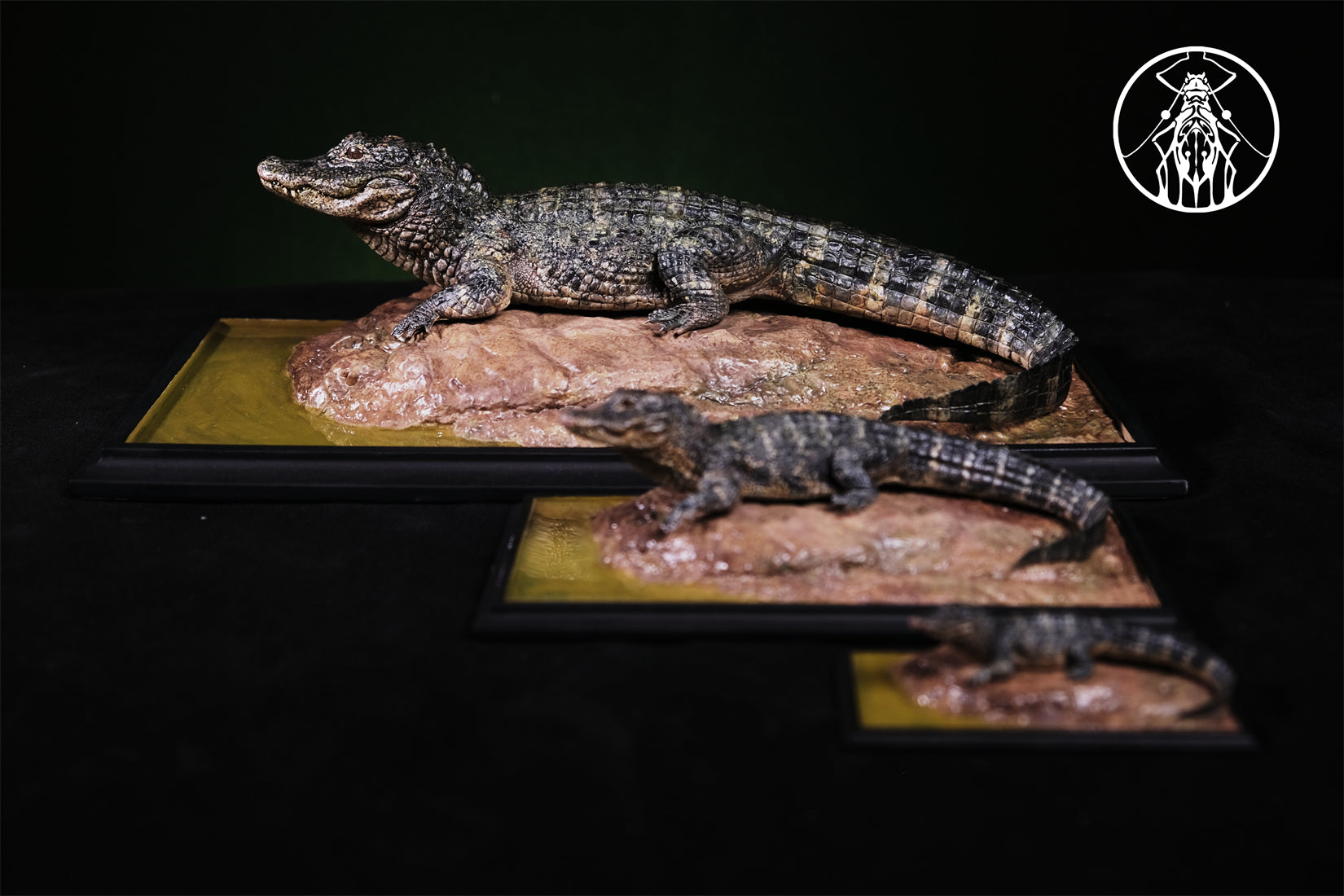APHID STUDIO Chinese alligator sinensis Model