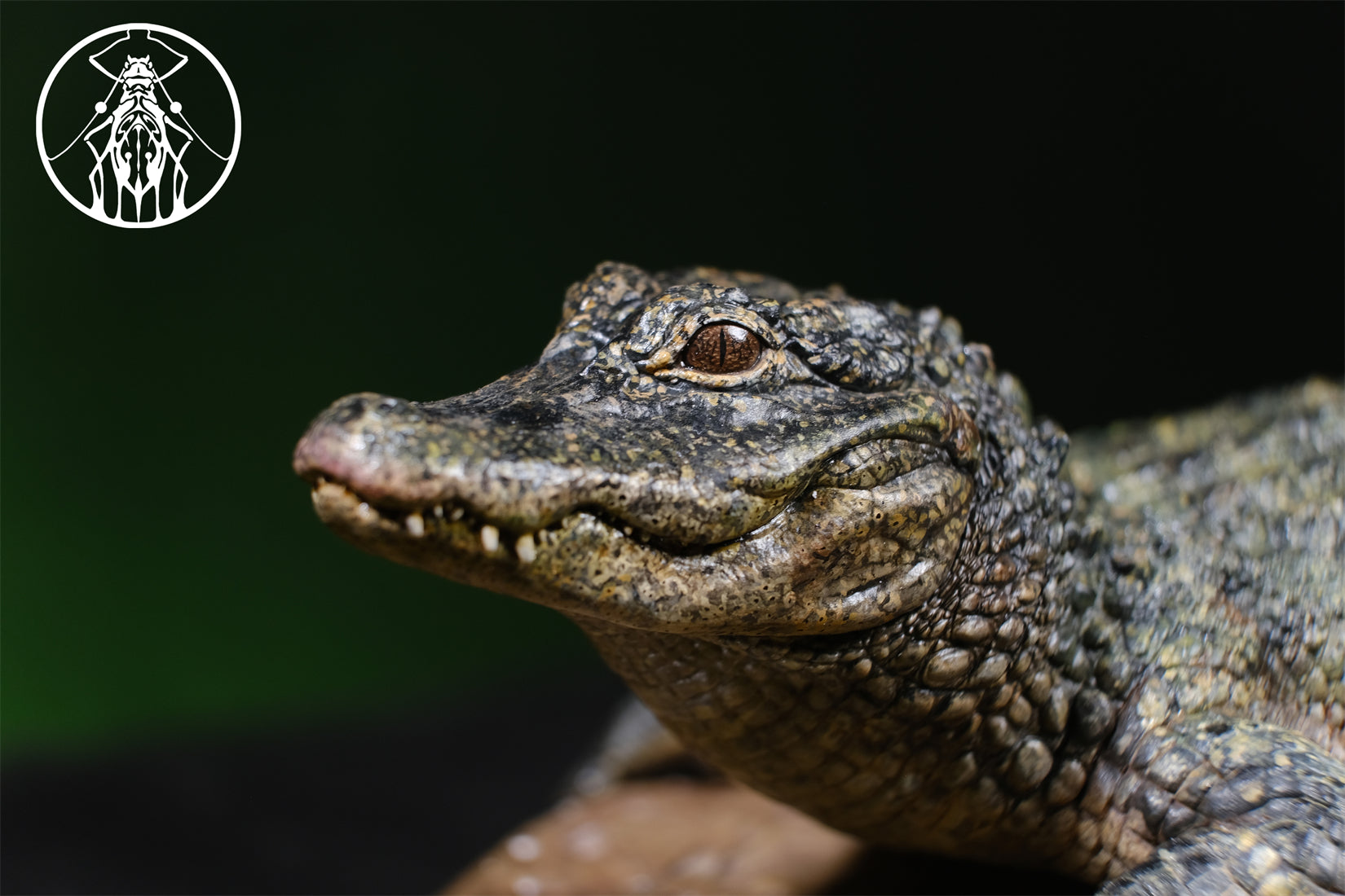 APHID STUDIO Chinese alligator sinensis Model