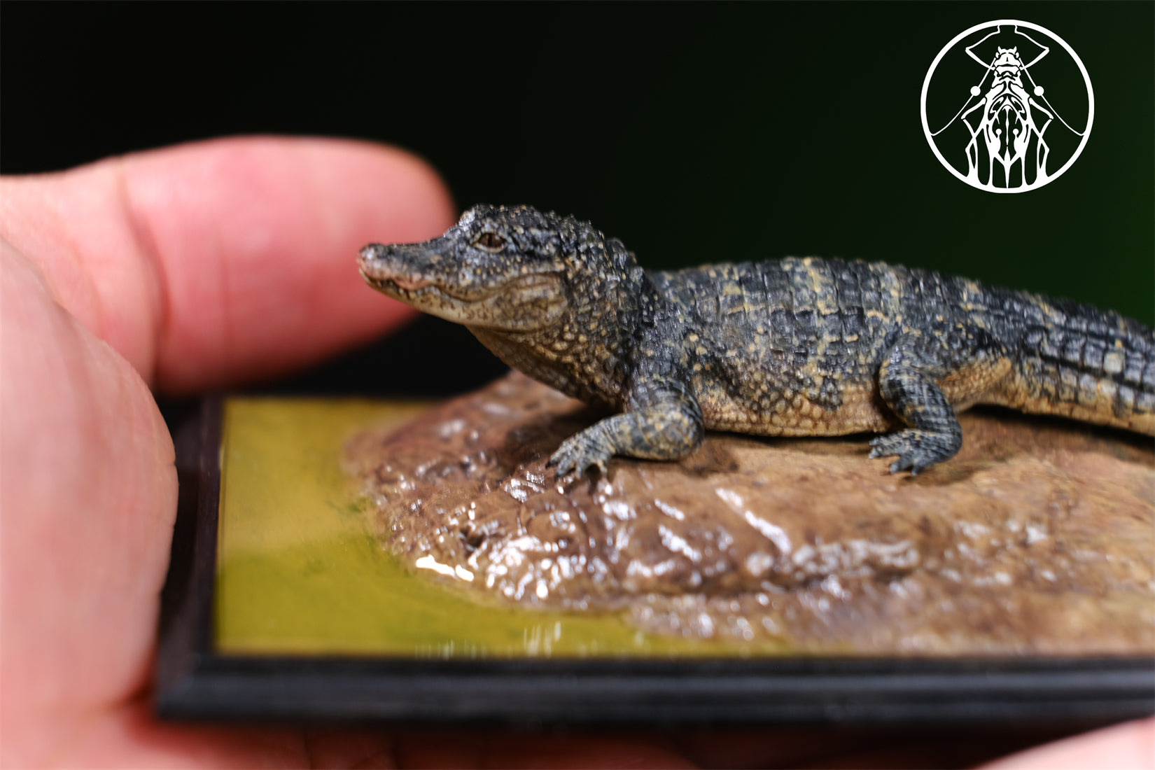 APHID STUDIO Chinese alligator sinensis Model