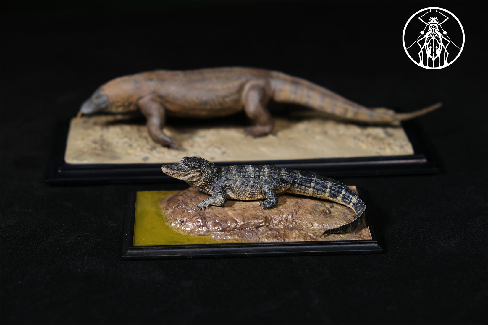 APHID STUDIO Chinese alligator sinensis Model