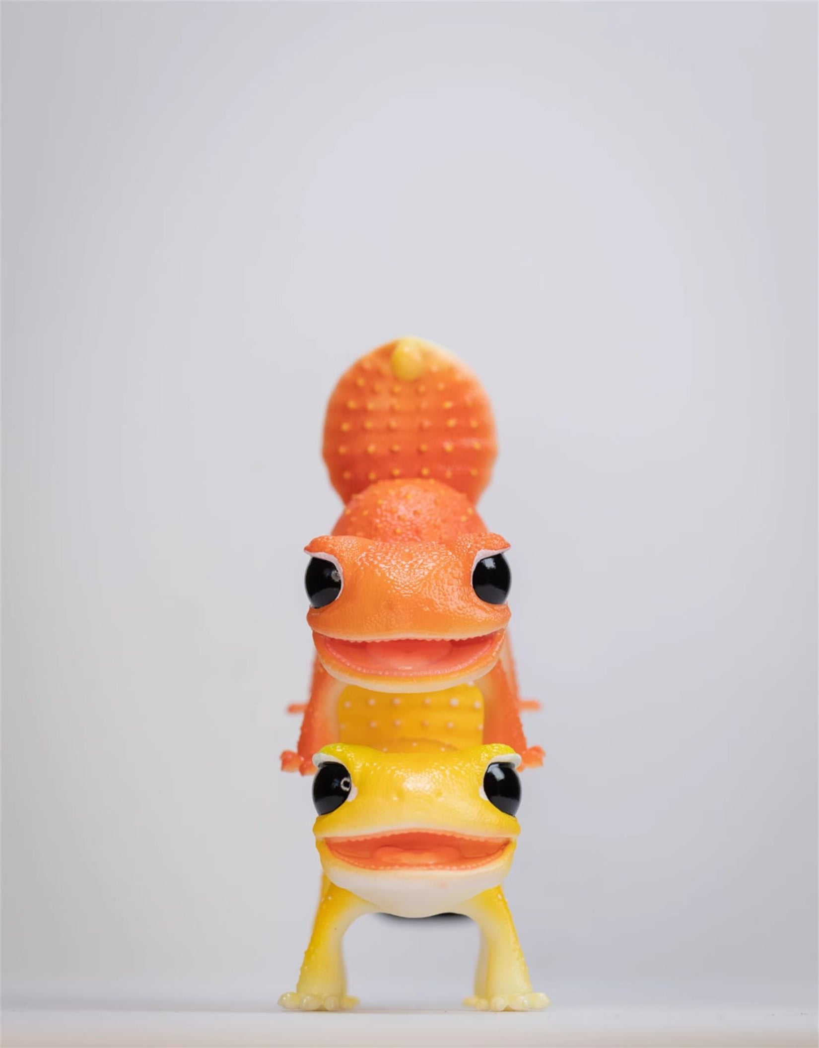 Nephrurus Levis Model Limited Edition