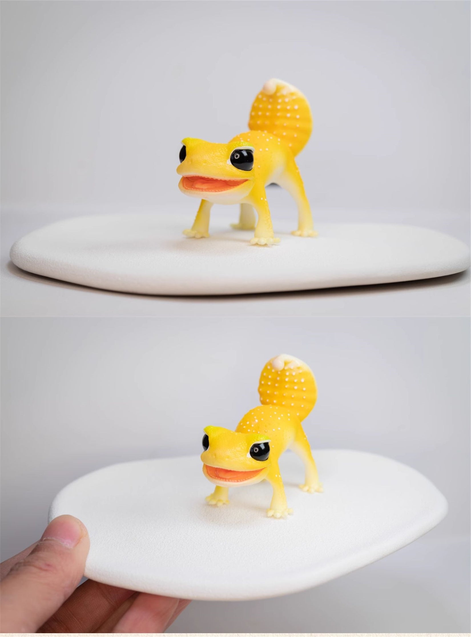 Nephrurus Levis Model Limited Edition