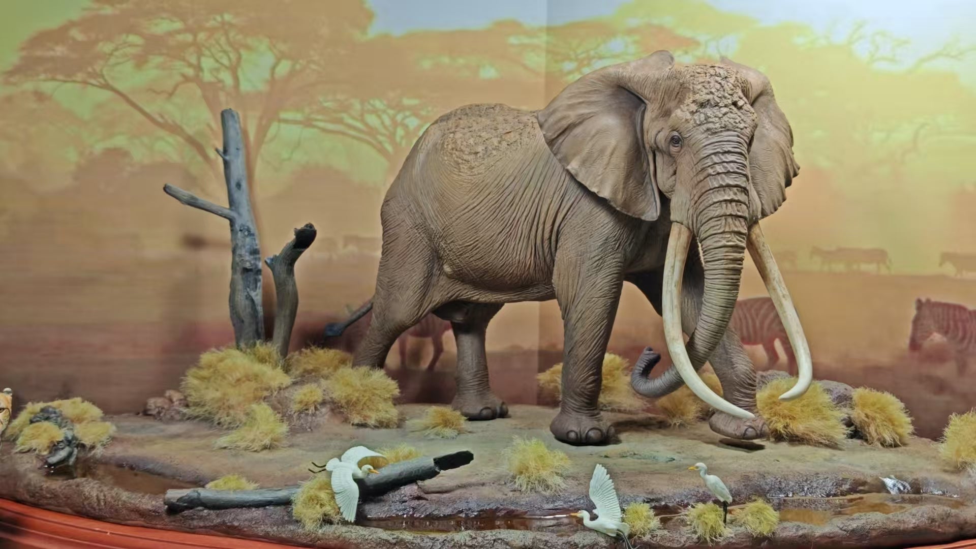 African Grand Scene Model