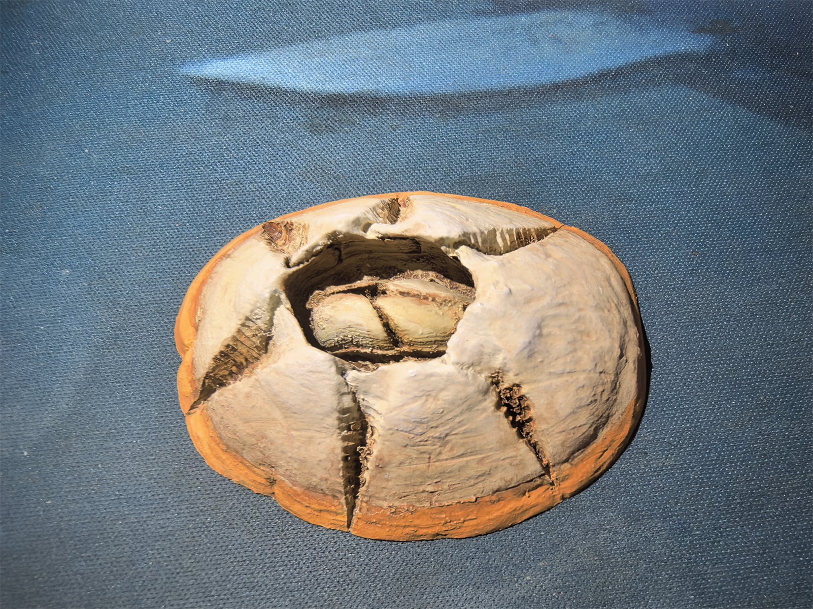 Cerastes Cornutus Schlangenmodell