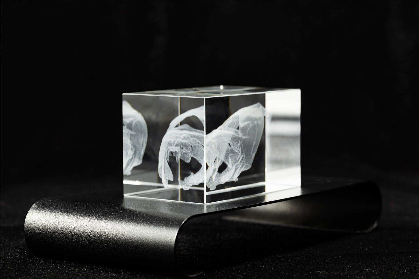 Cerastes Cornutus Schlangenmodell