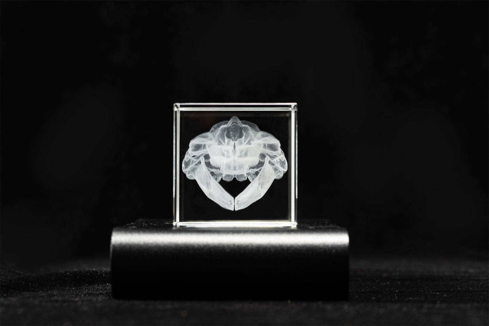 Cerastes Cornutus Schlangenmodell