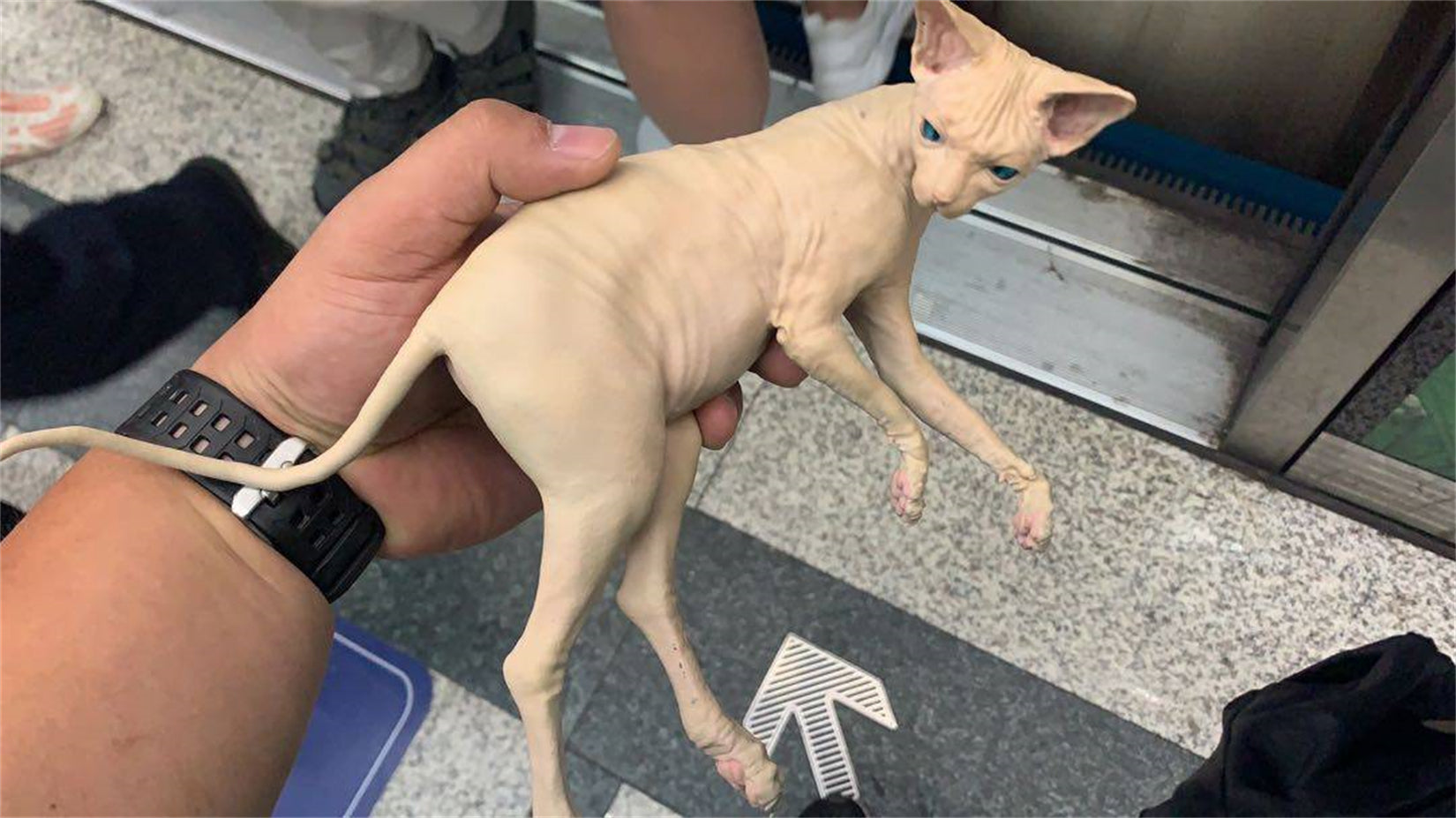 PASSION CHARGER Sphinx Cat Figurine
