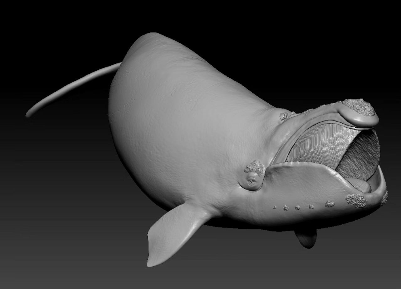 Sumeru Studio 1:35 Scale North Pacific right whale Model