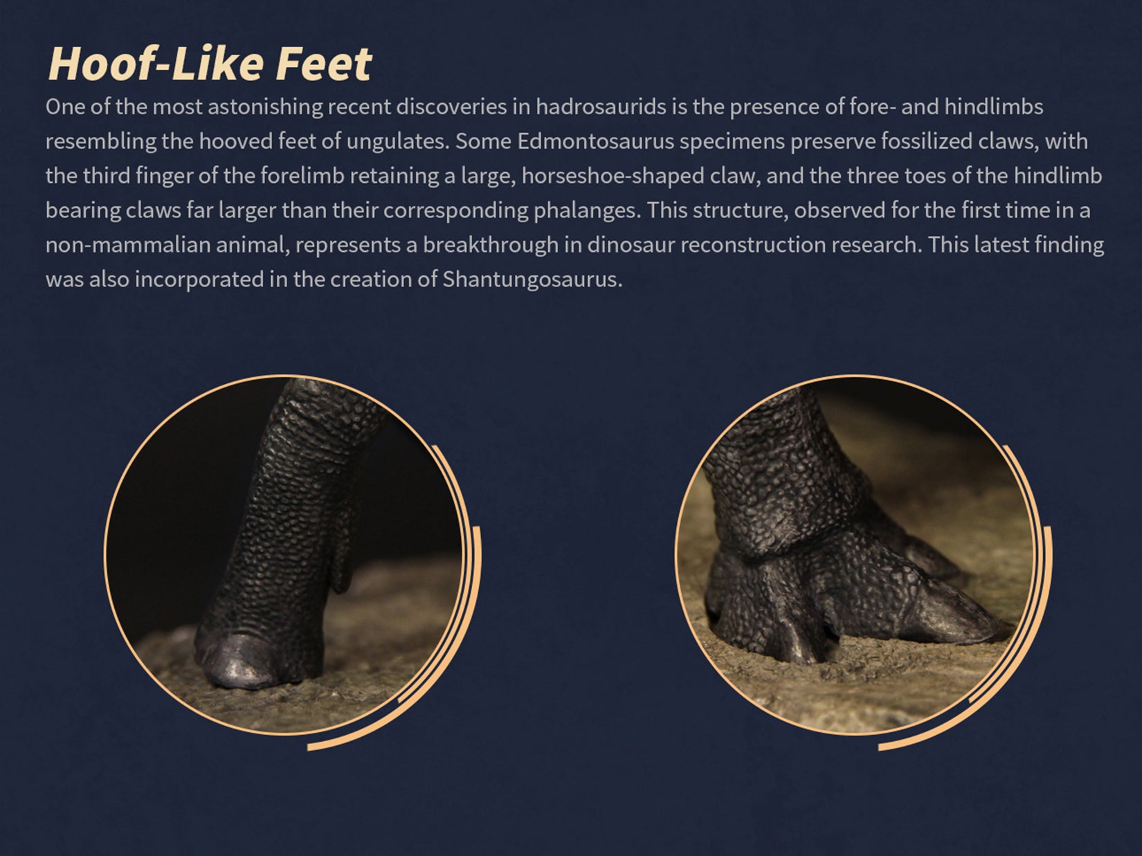 The Boundless World 1:35 Scale Shantungosaurus Figure