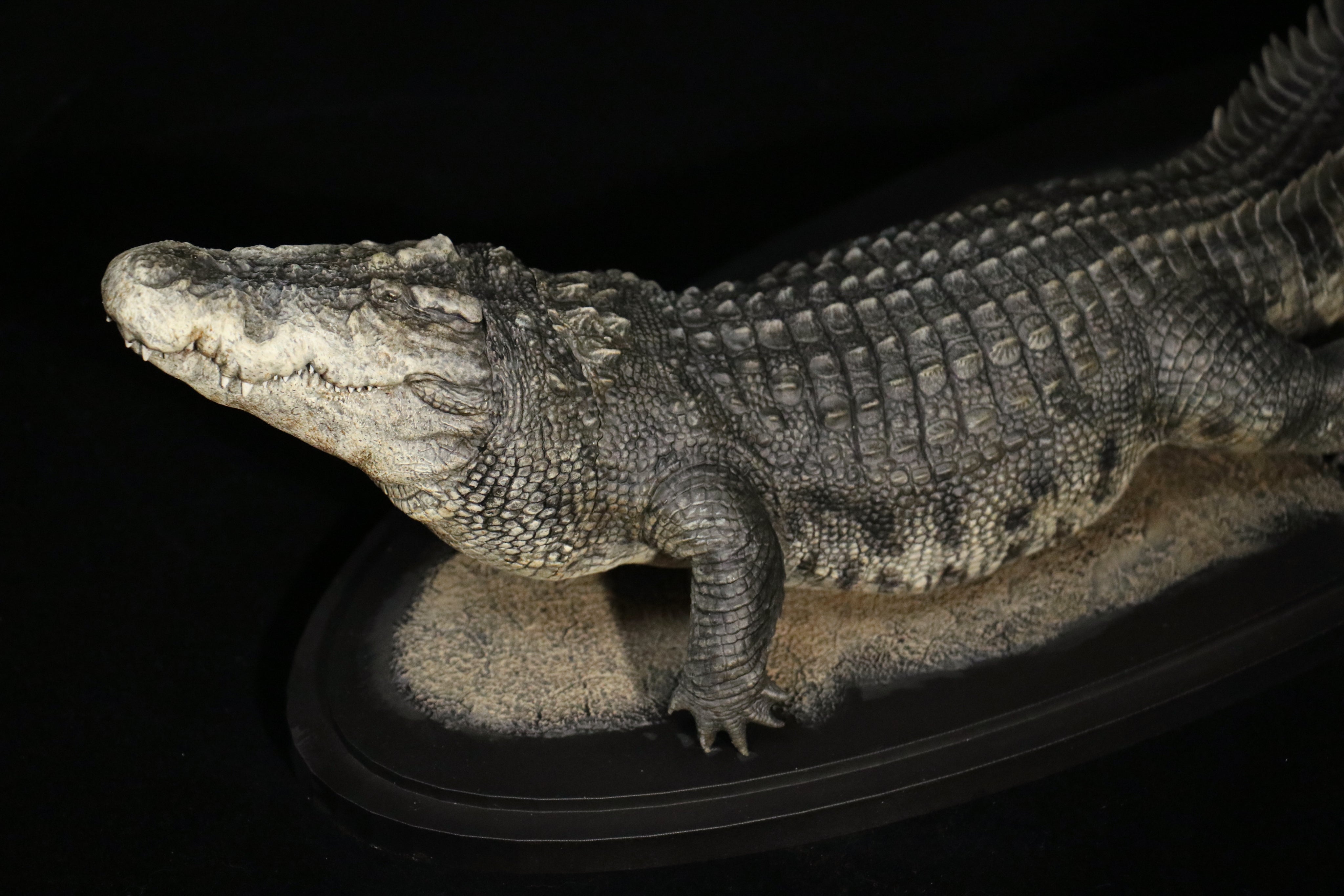 The Crocs Man Studio Crocodile Utan Model