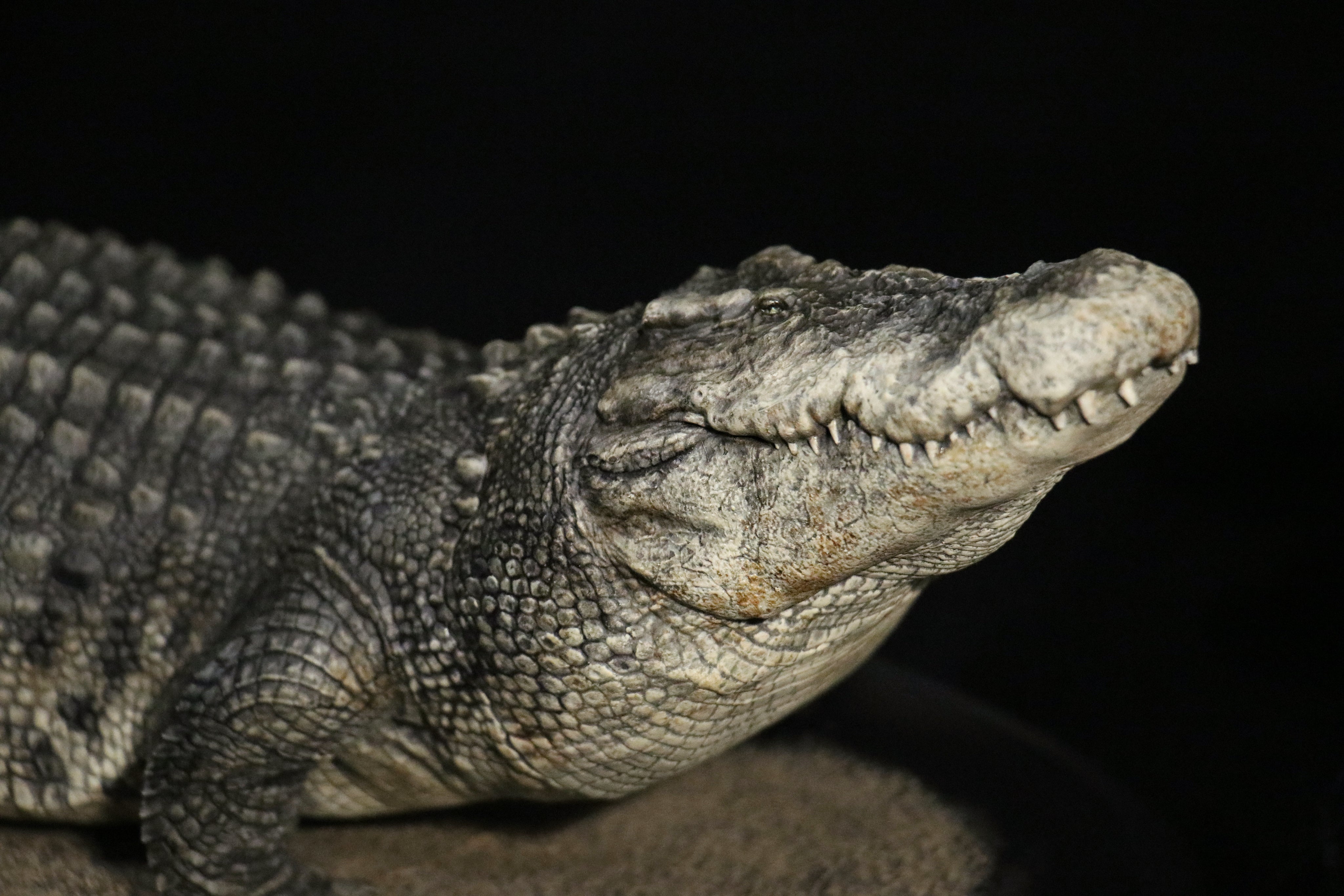 The Crocs Man Studio Crocodile Utan Model