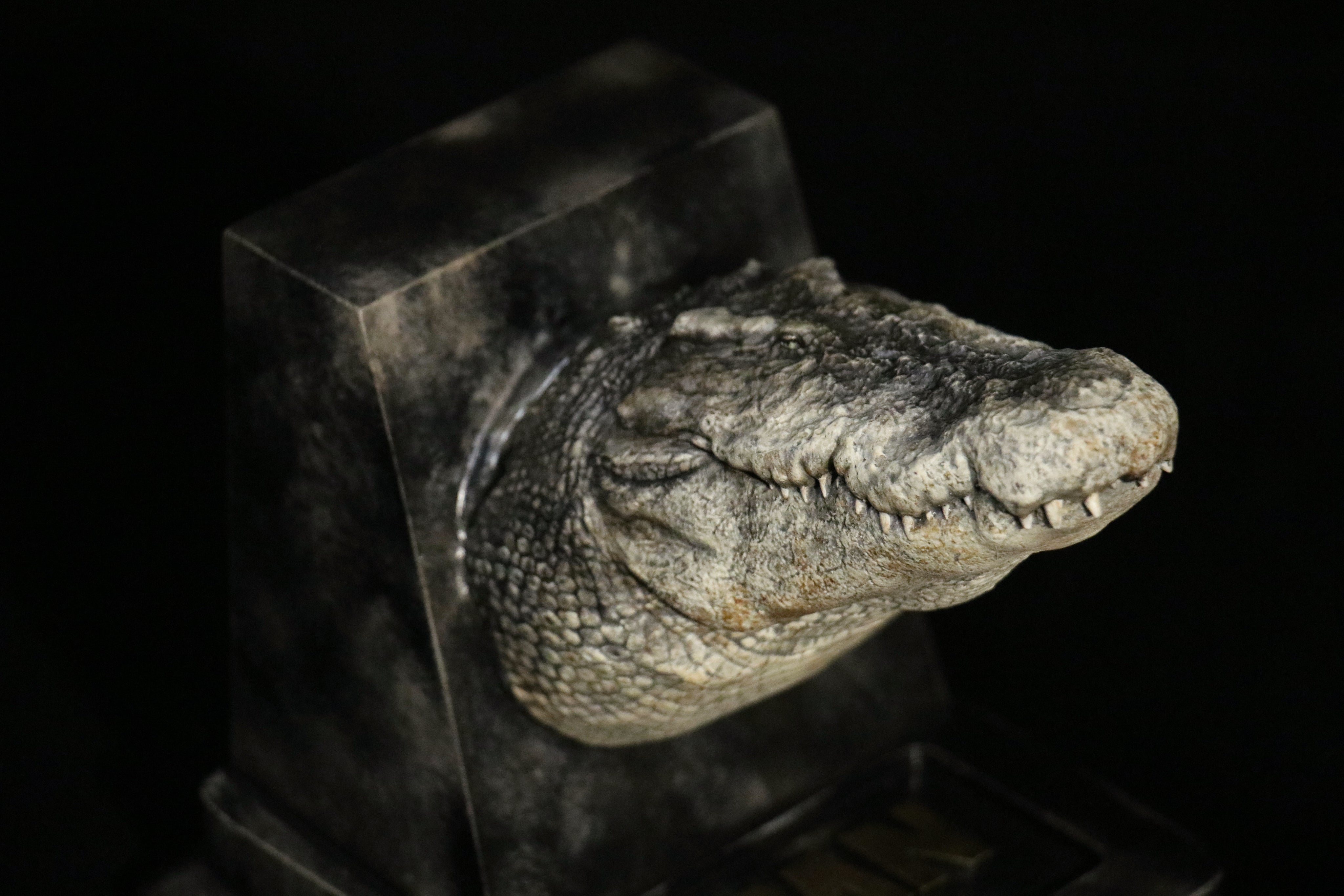 The Crocs Man Studio Crocodile Utan Model