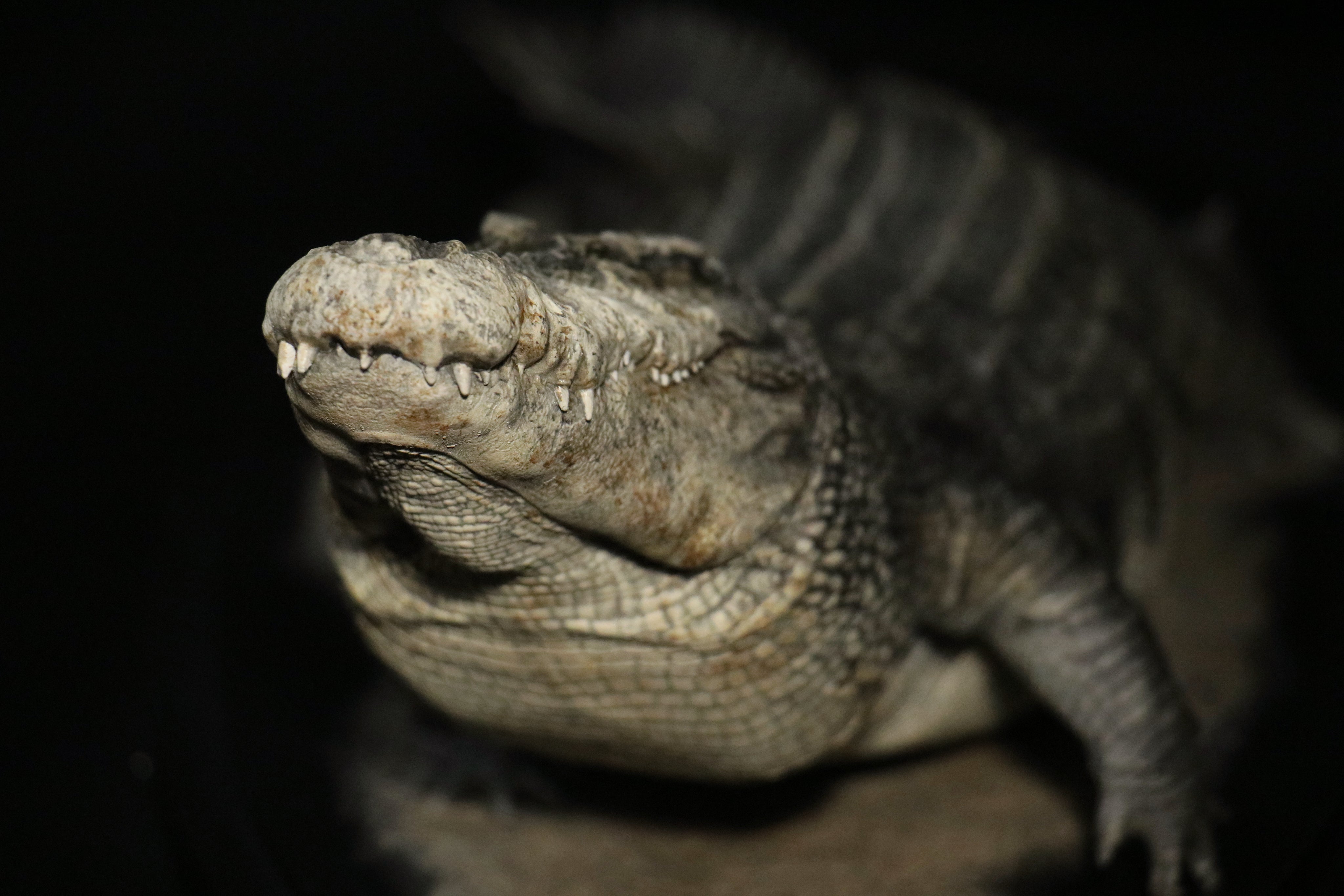 The Crocs Man Studio Crocodile Utan Model