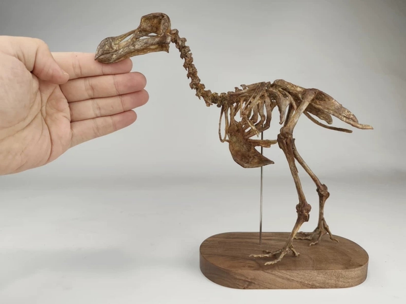 3D Printed Raphus Cucullatus Skeleton Model