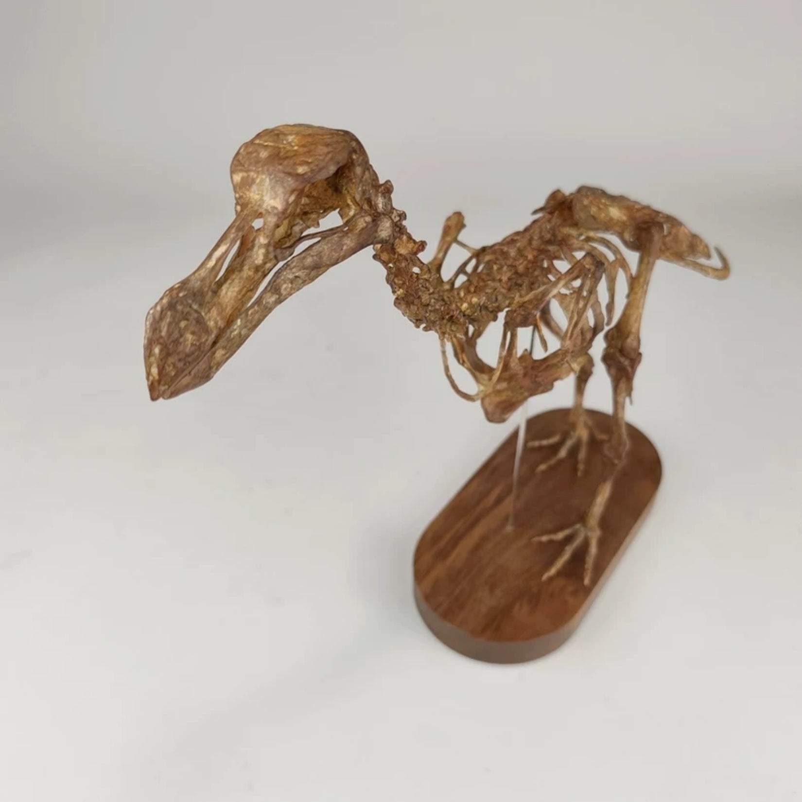 3D Printed Raphus Cucullatus Skeleton Model